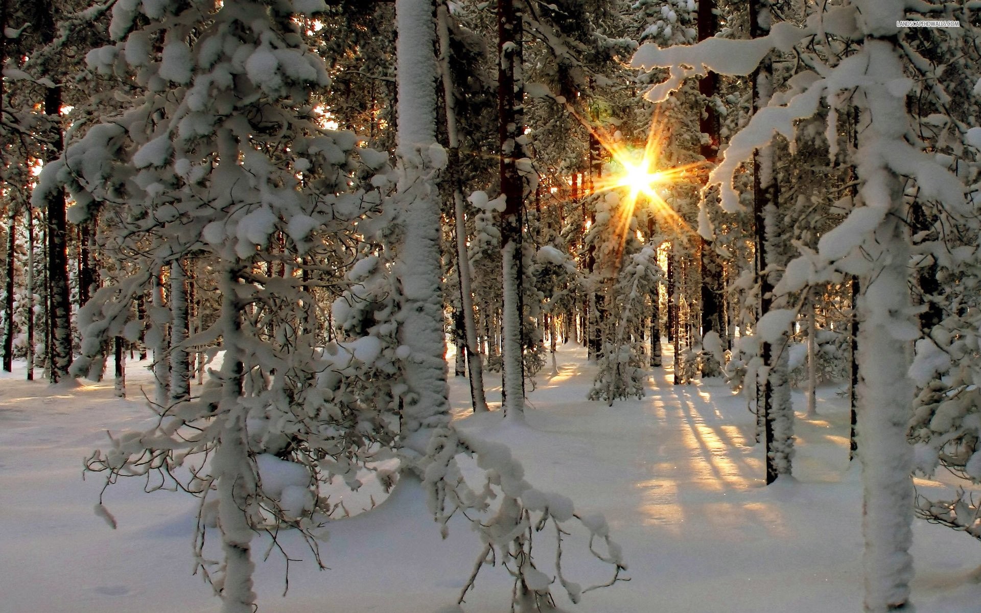 1920x1200 Sun Shining Through The Snowy Trees 850185