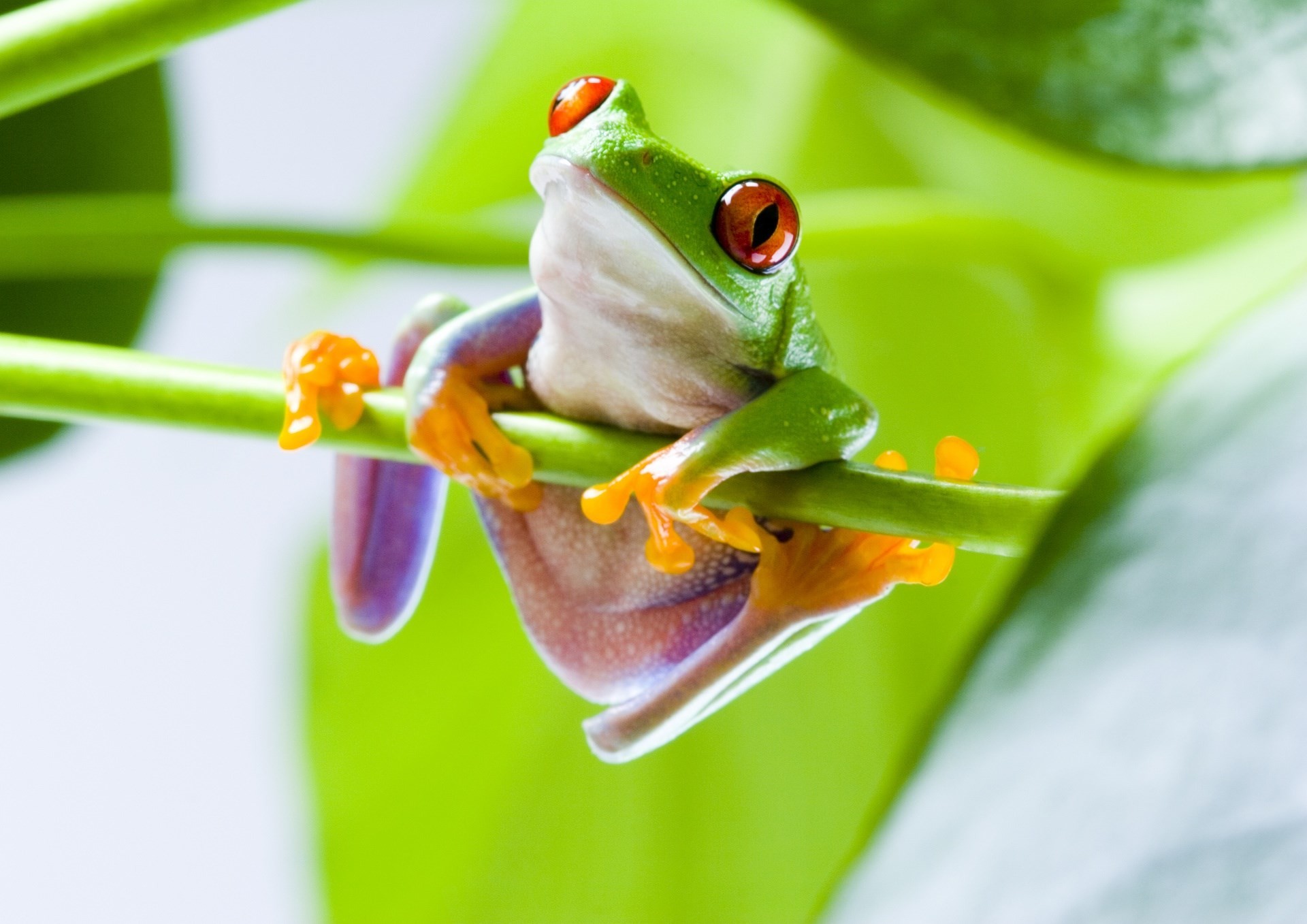 1920x1357 #1858042, tree frog category - High Resolution Wallpapers tree frog pic