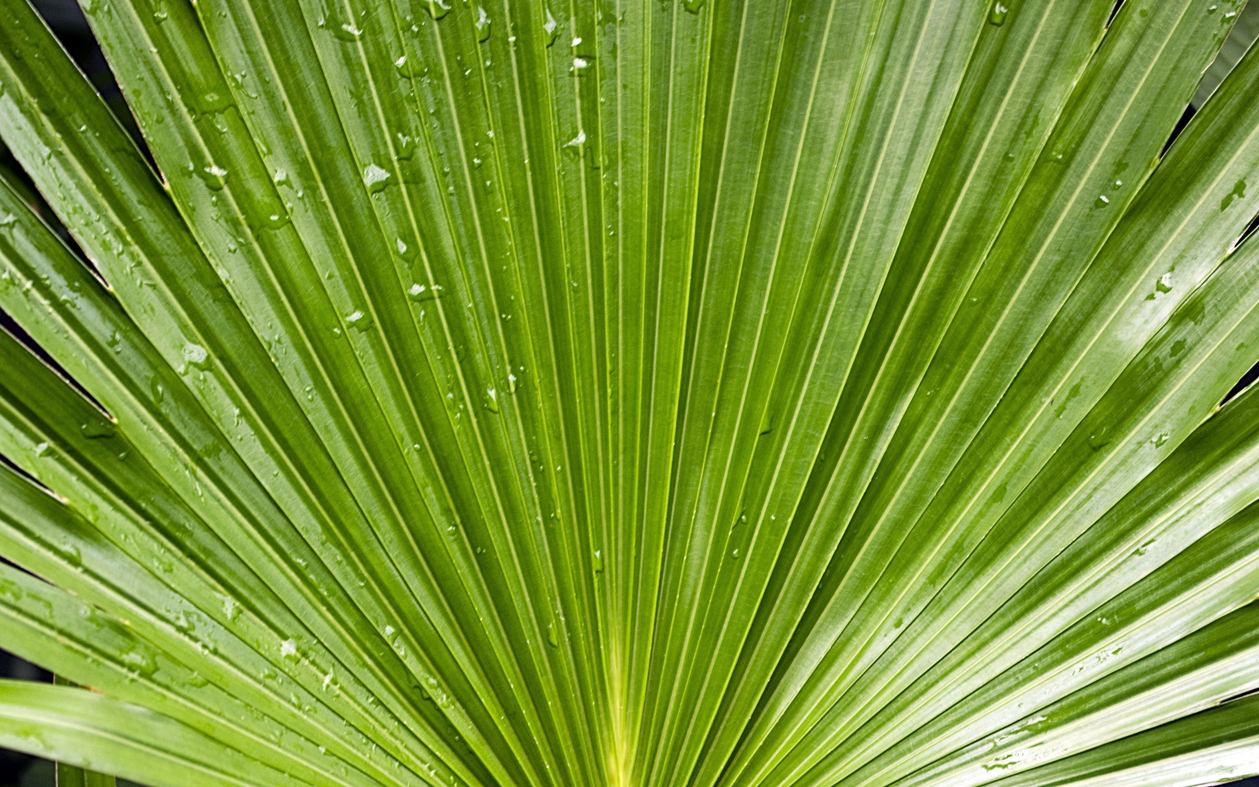 2560x1600 Green water drop plants palm leaves wallpaper