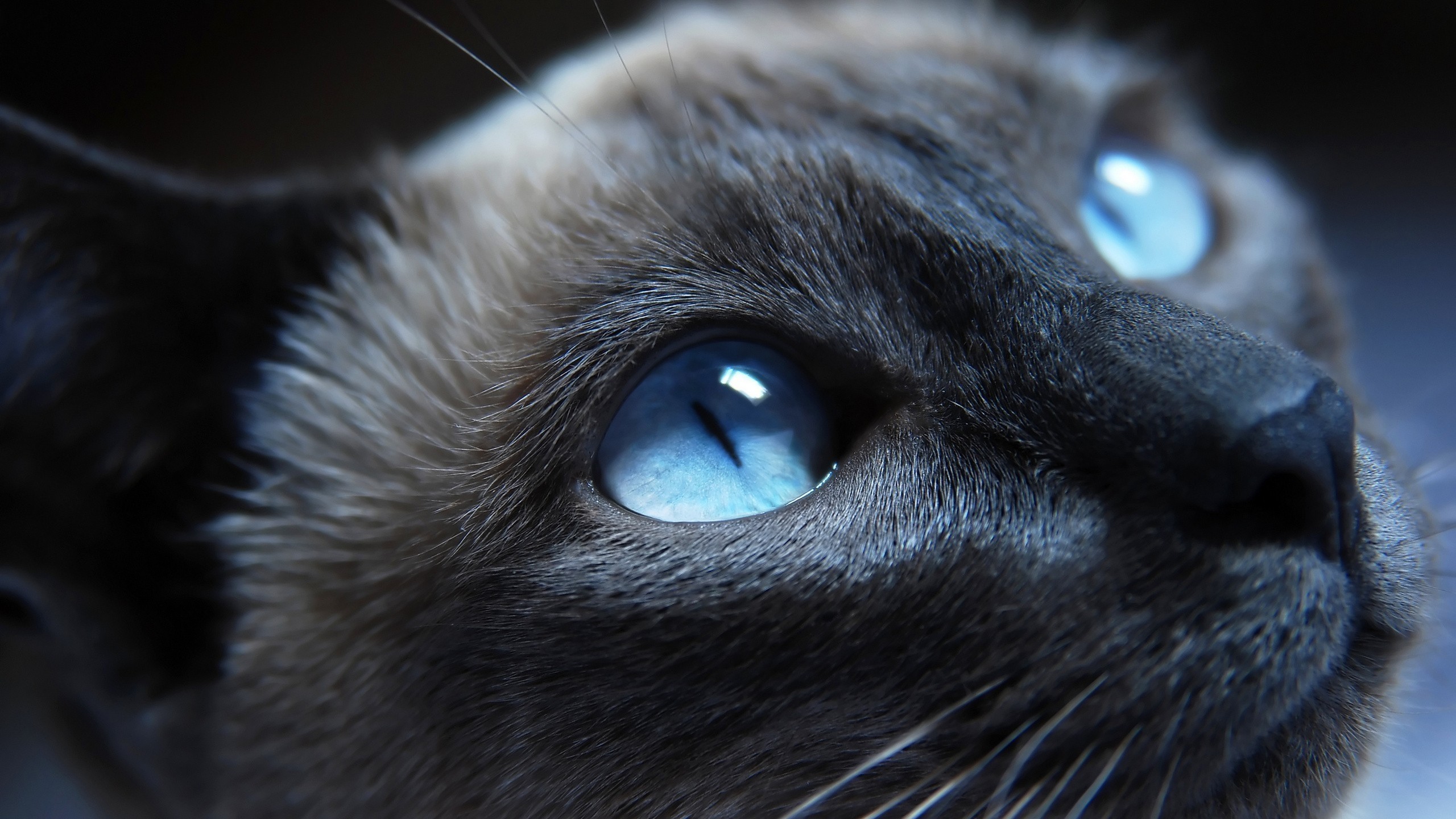 2560x1440 #blue eyes, #animals, #cat, #Siamese cats wallpaper