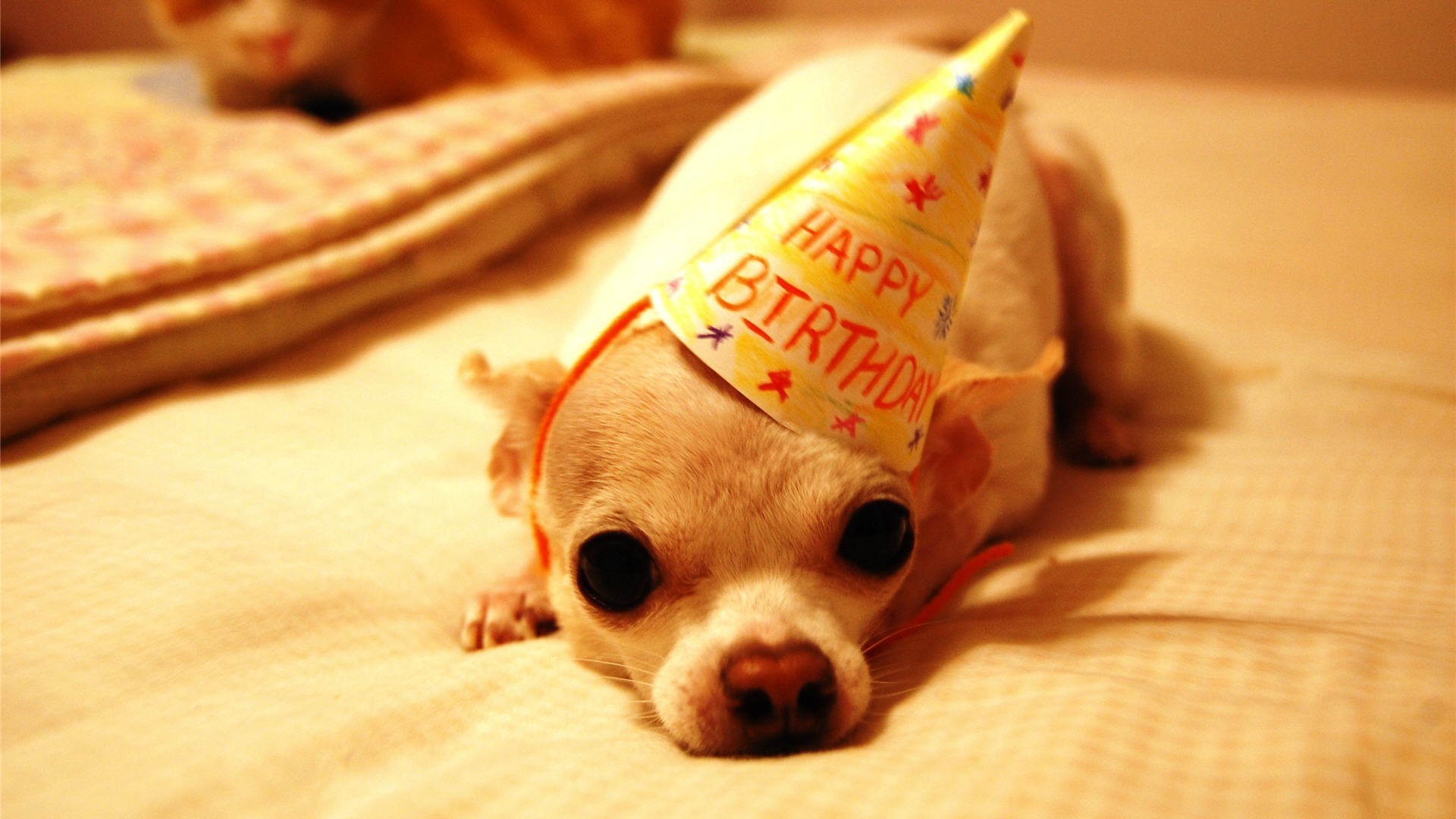 1920x1080 happy-birthday-dog-images-Happy-Birthday-Funny-Little-Puppy-HD-wallpaper -wp6406040