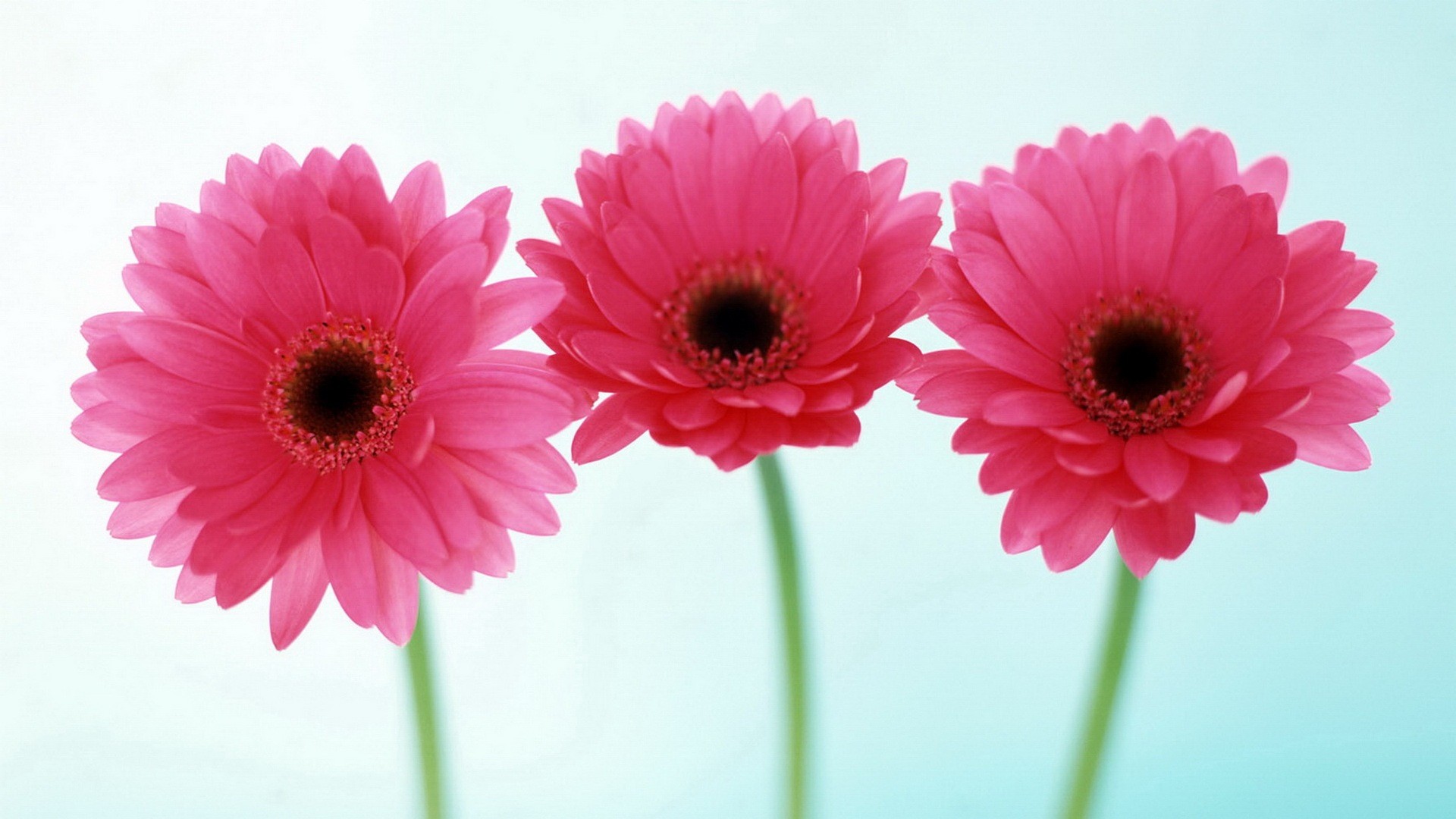 1920x1080 Pink Daisy Flower Wallpaper 1080p On HD Wallpaper