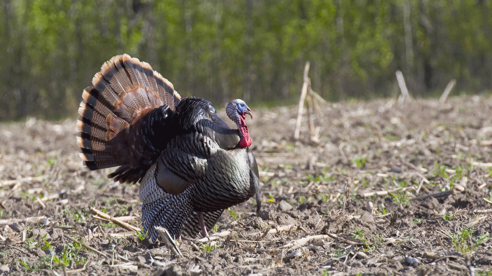1920x1080 5 Fascinating Facts About Wild Turkeys