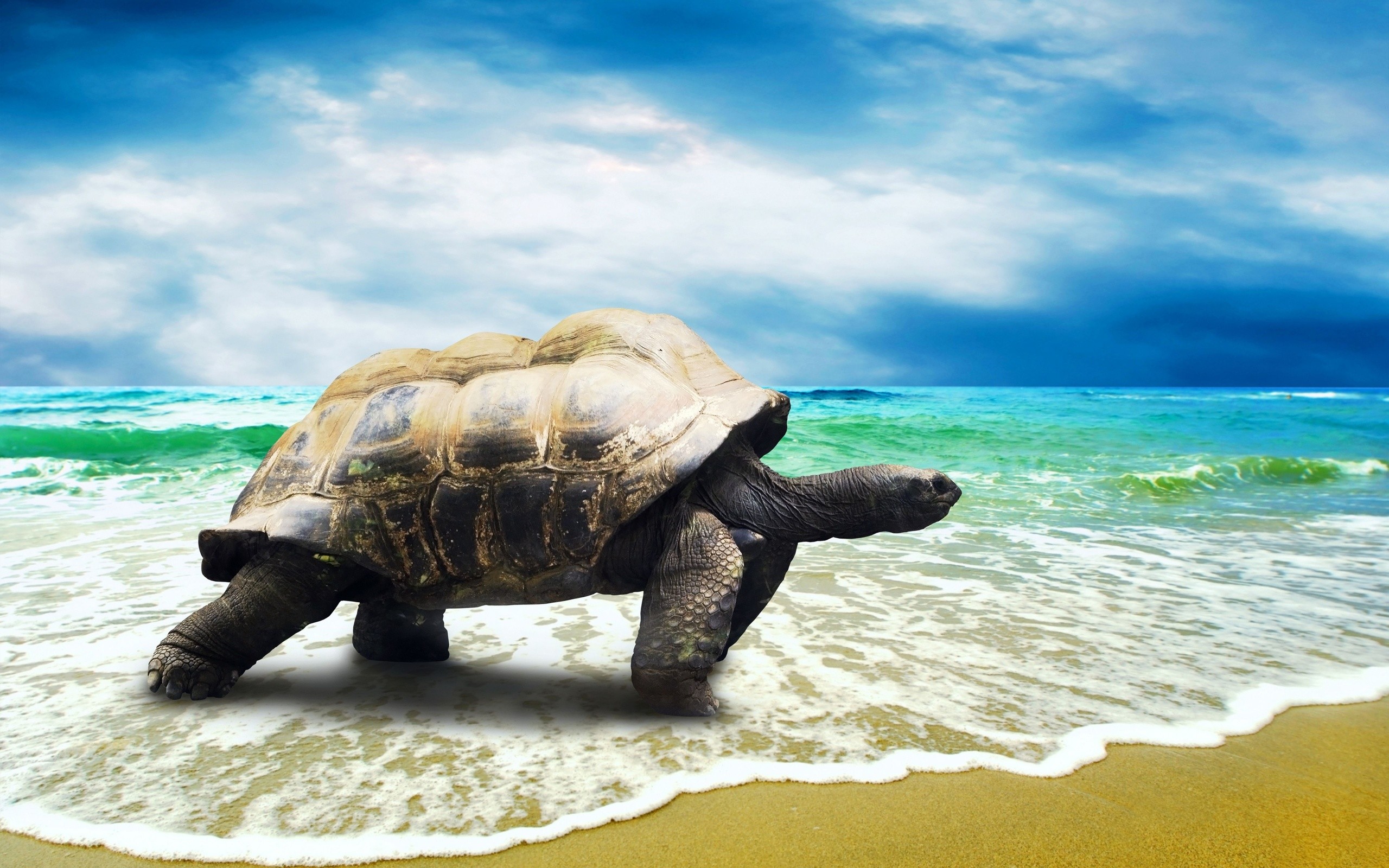 2560x1600 Hawaii Sea Turtle Desktop Background. Download  ...