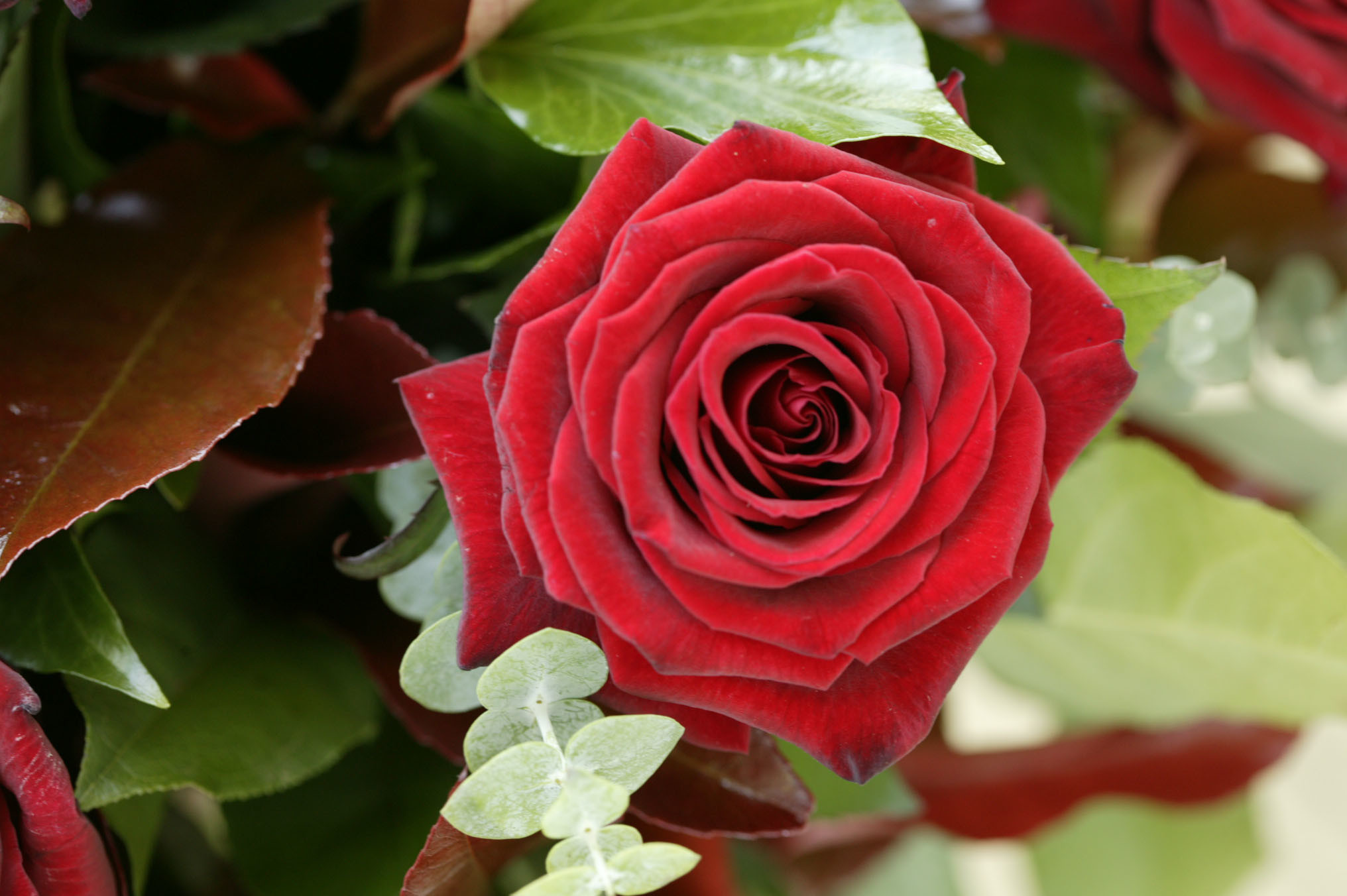 2032x1352 Rose. Rose Flower