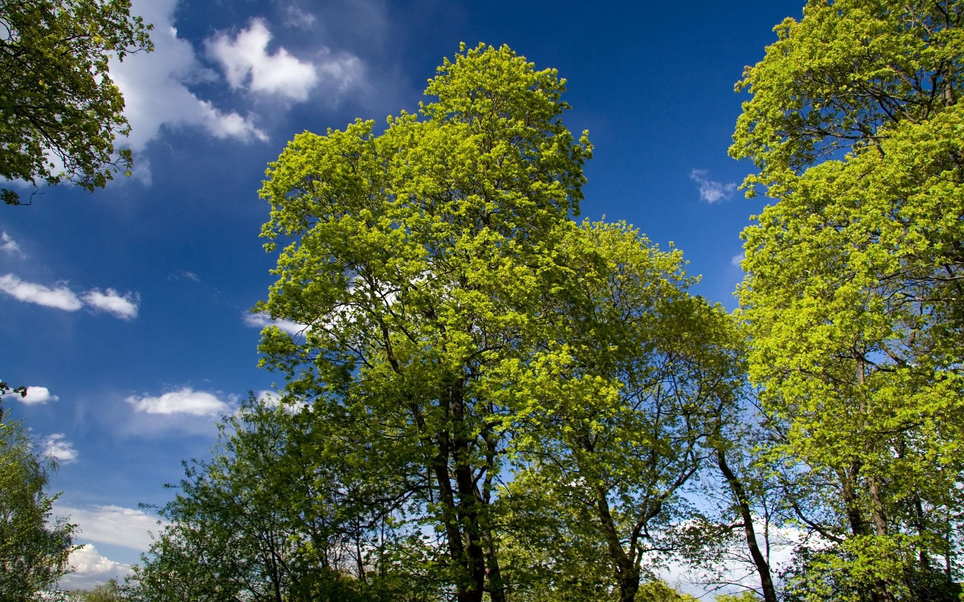 1920x1200 wallpapers screensavers spring green trees 