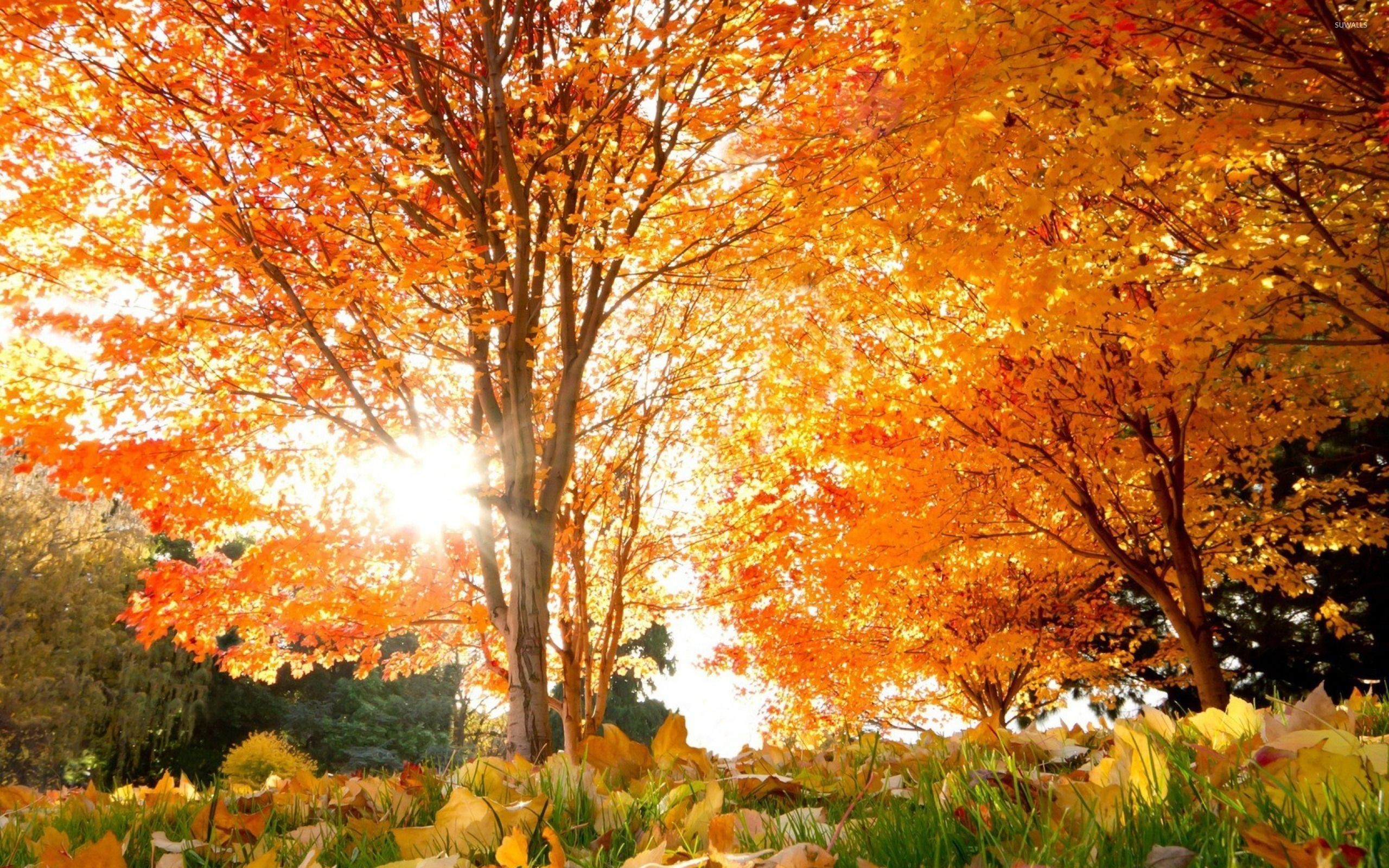 2560x1600 Sun light through autumn tree wallpaper