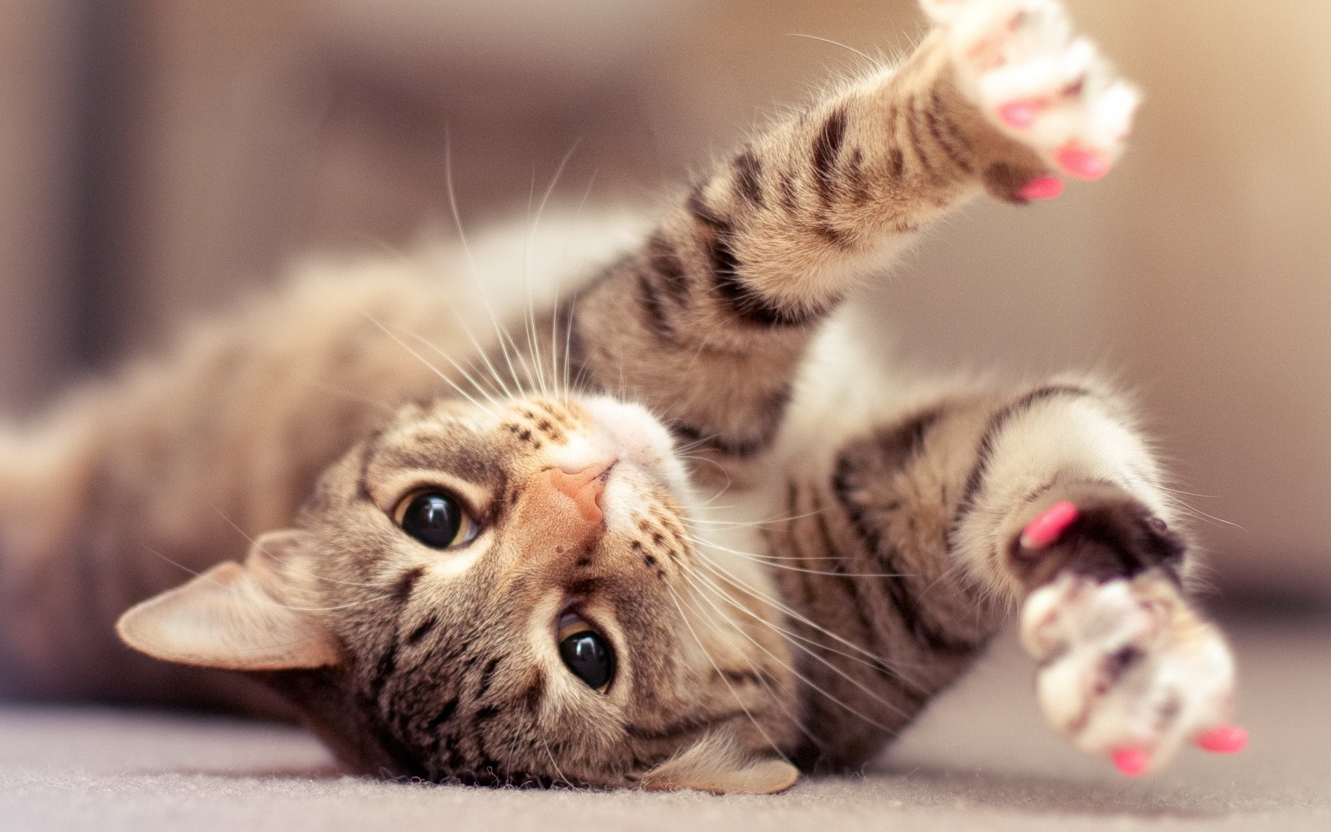 1920x1200 Hd wallpaper Â· awesome Cute Lazy Cat Background Picture