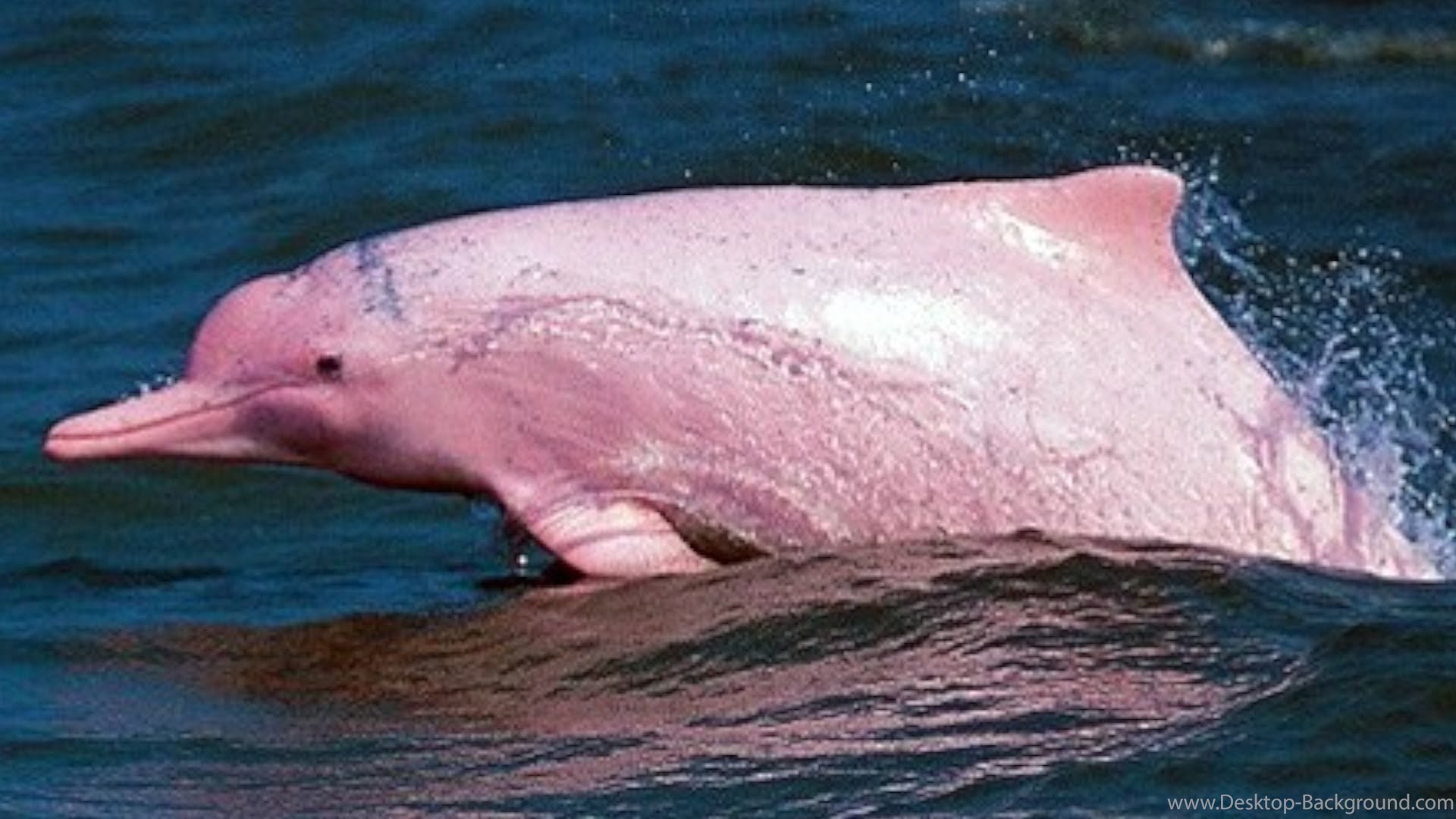 1920x1080 Gallery for pink dolphin wallpapers desktop background jpg  Pink  dolphin desktop