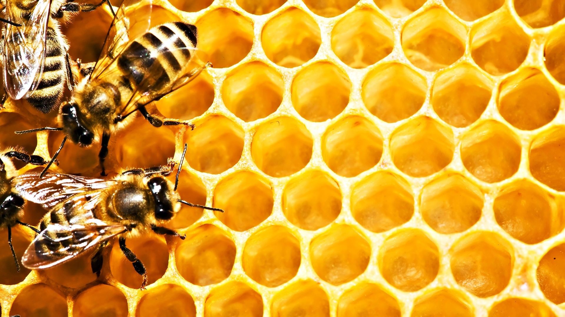 1920x1080 top 50 bee wallpapers new hd images for photos free download