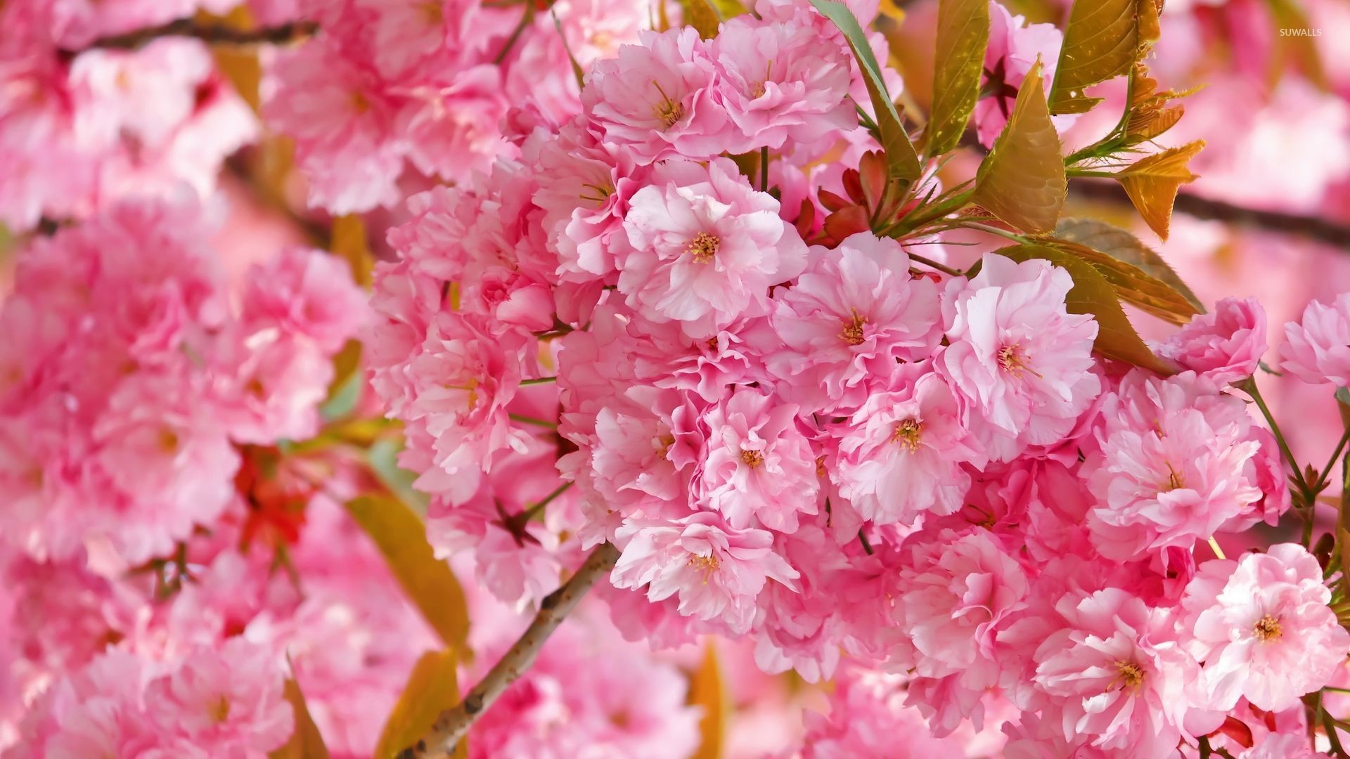 1920x1080 Beautiful pink blossoms wallpaper