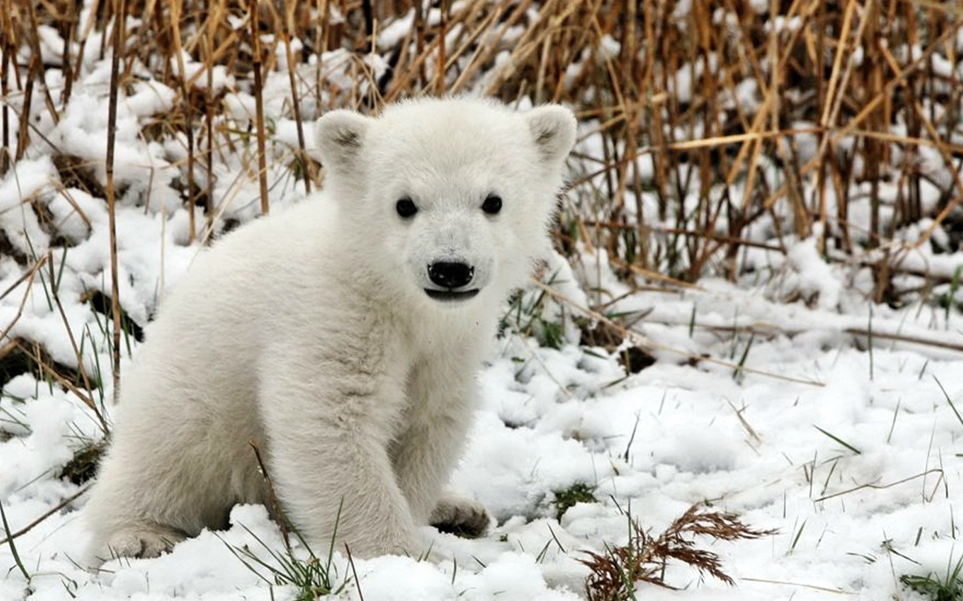 1920x1200 Baby Polar Bear