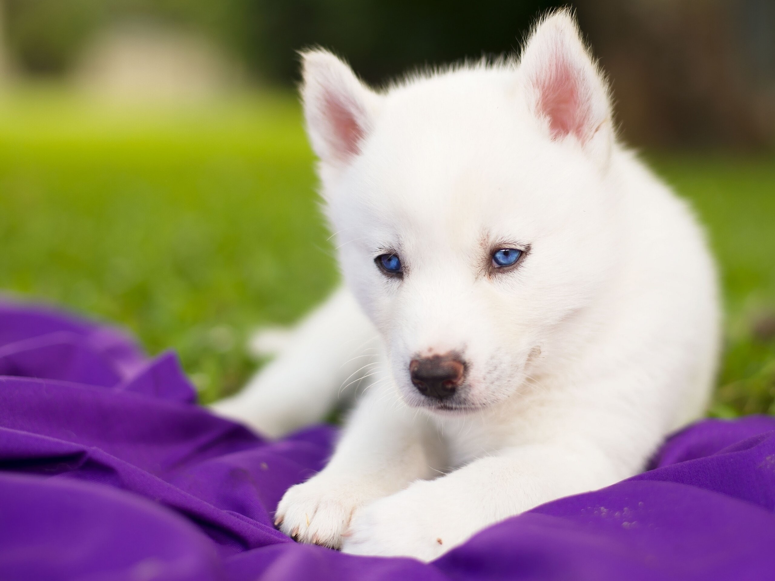 2560x1921  really cute baby husky puppies with blue eyes - Google Search