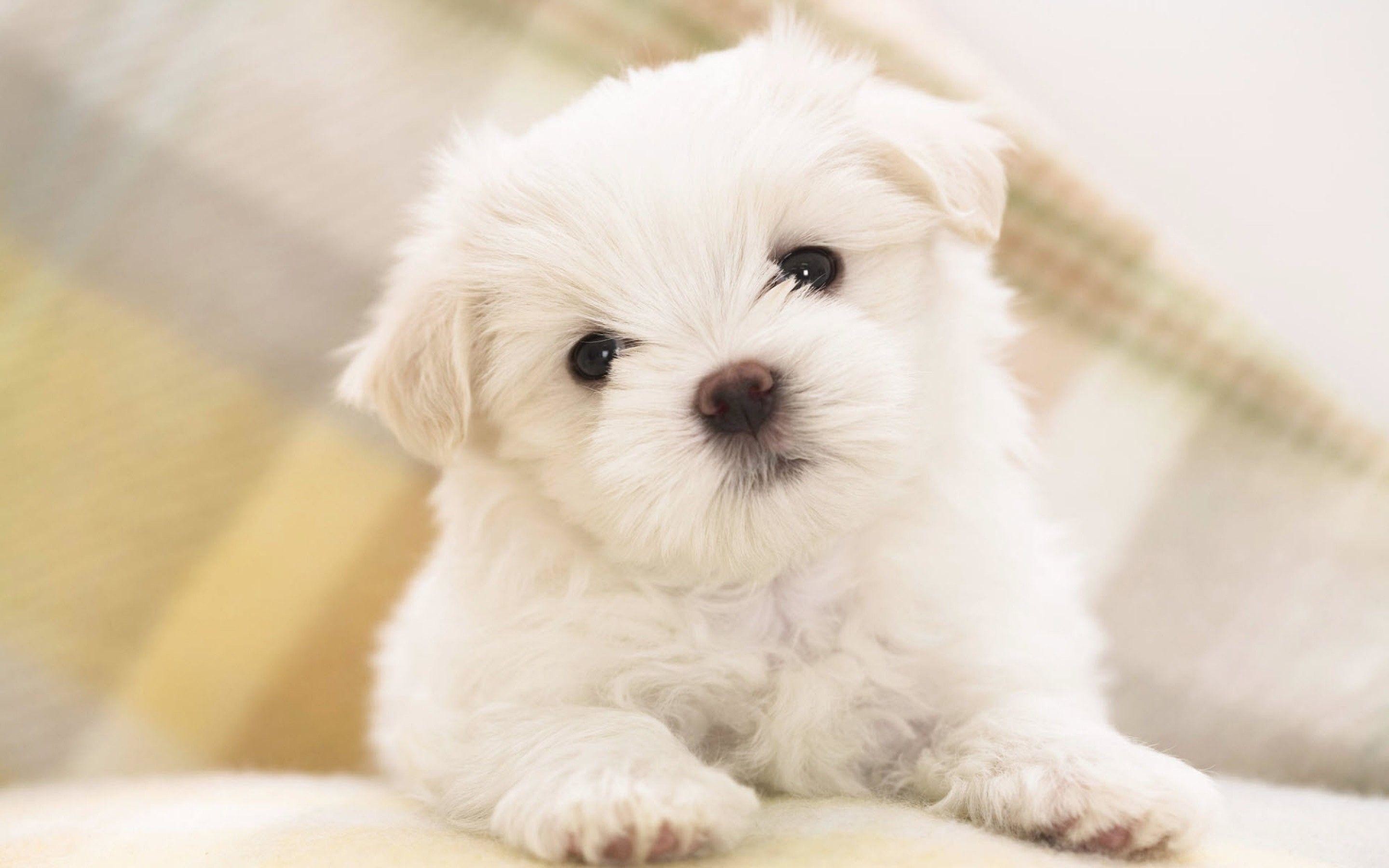 2880x1800 Cute Puppys Wallpaper | Download Wallpapers