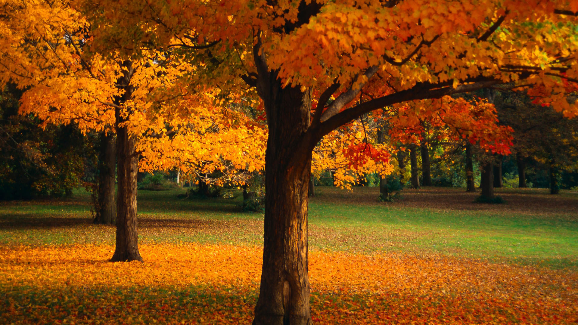 1920x1080 Tree Wallpapers