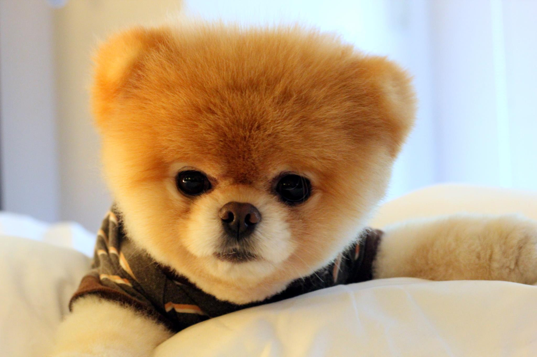 2048x1365 Download Many Resolution: Click Here (to Attachment Page). This Dog Boo Cool  Wallpapers ...