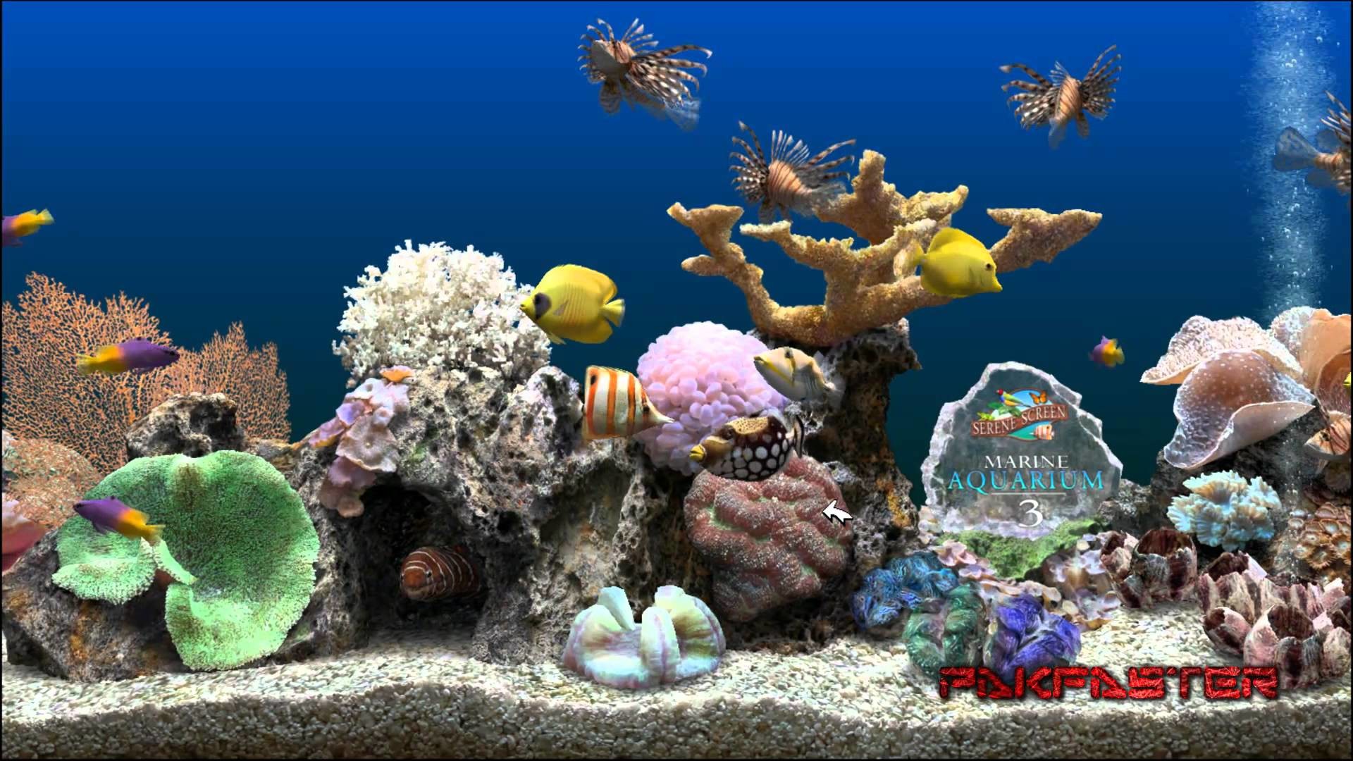 1920x1080 ... aquarium hd 1080p wallpaper - photo #25 ...