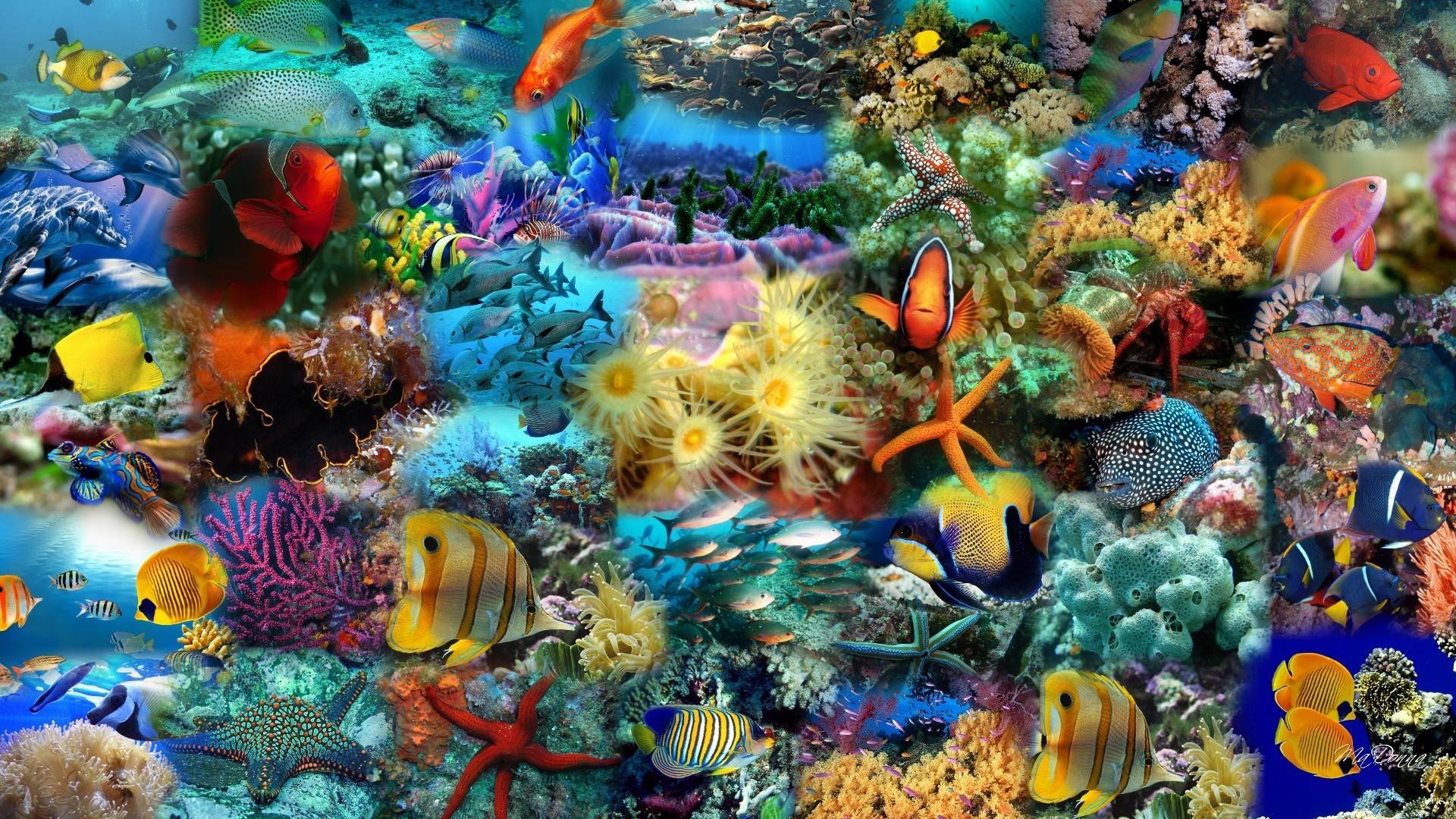 best free aquarium screensaver 1920 x 1080