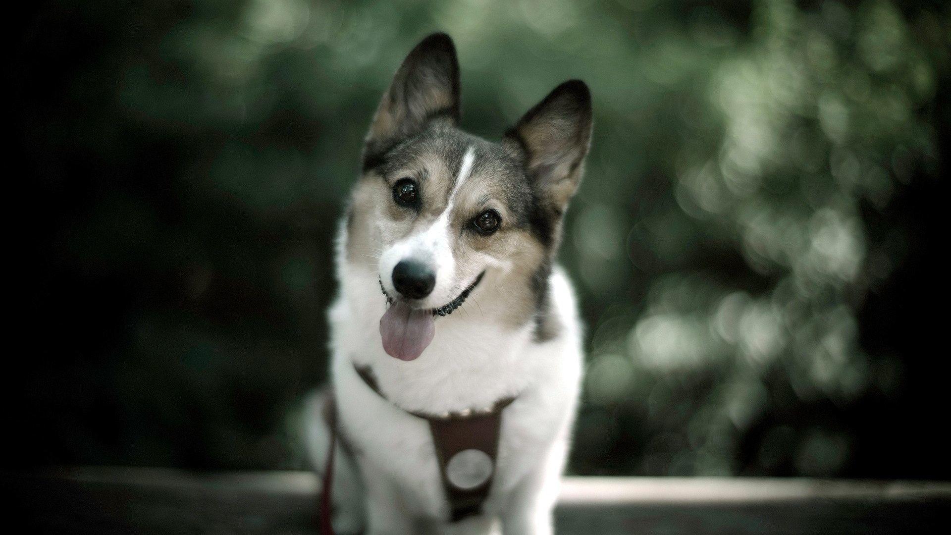 1920x1080 Animal Wallpaper: Cute Dog Wallpaper with High Resolution.