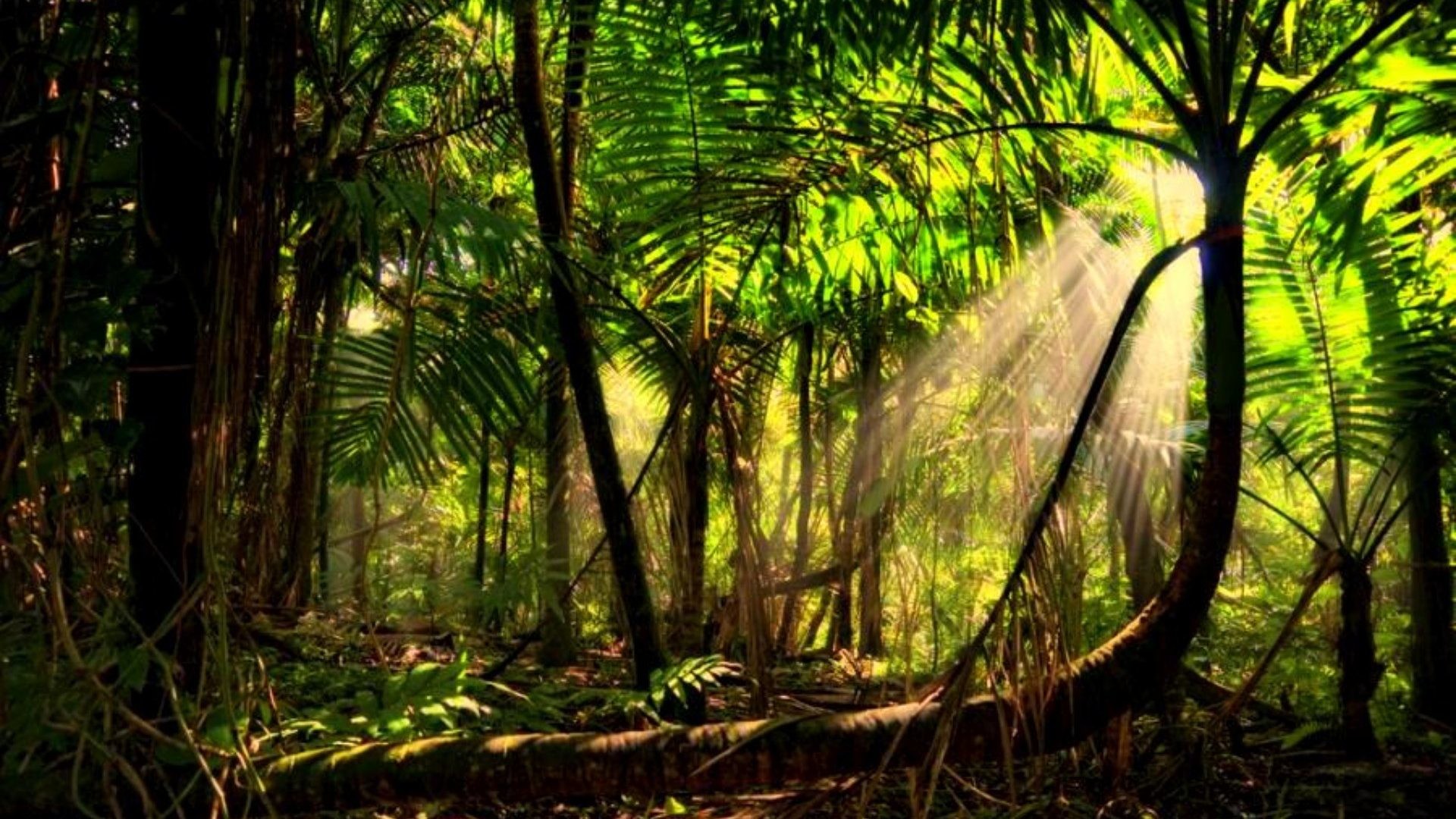 1920x1080 Forest Amazon Trees Rainforest Sun Mist Rays Amazonion Beams Beautiful  Wallpapers Hd - 1920x1280