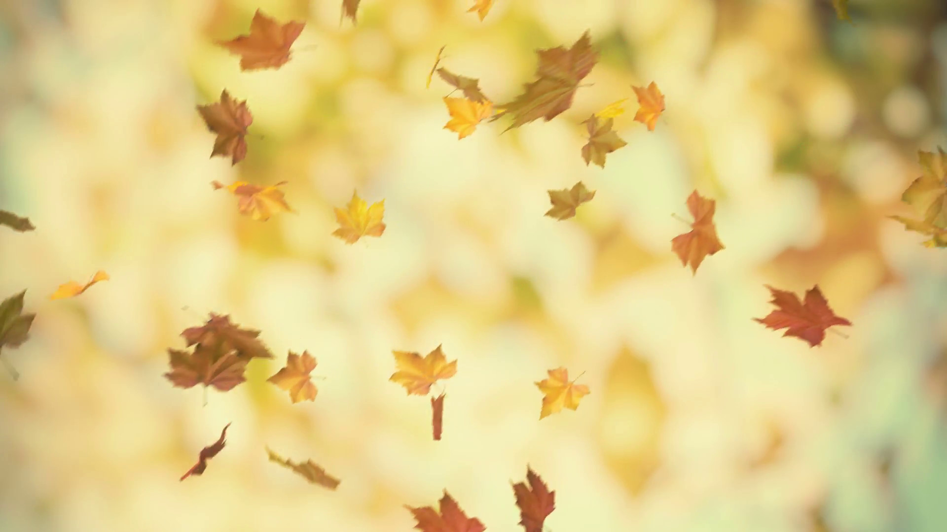 1920x1080 Autumn falling leaves - loopable background Motion Background .