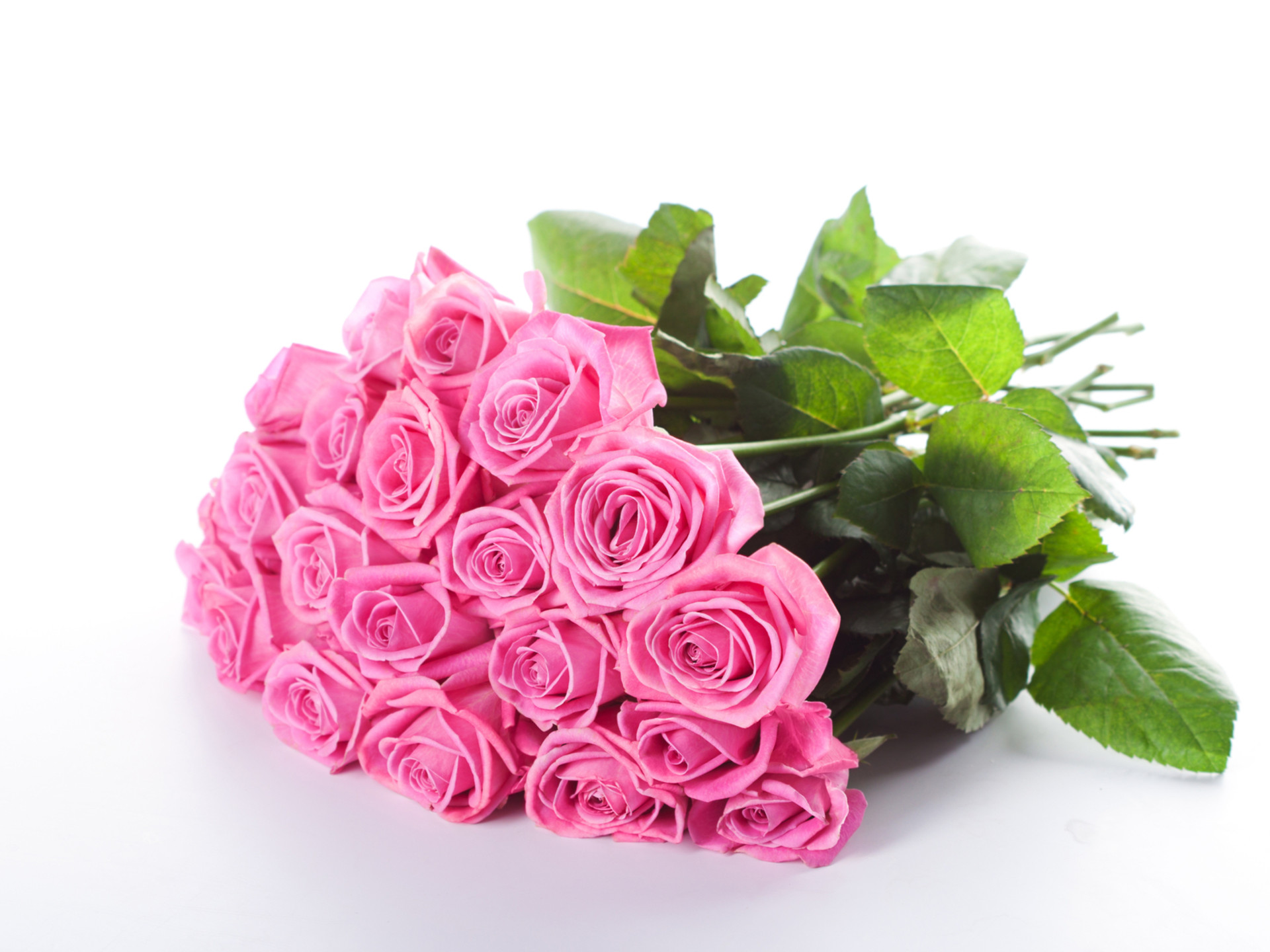 1920x1440 Pretty Pink Roses wallpapers and stock photos
