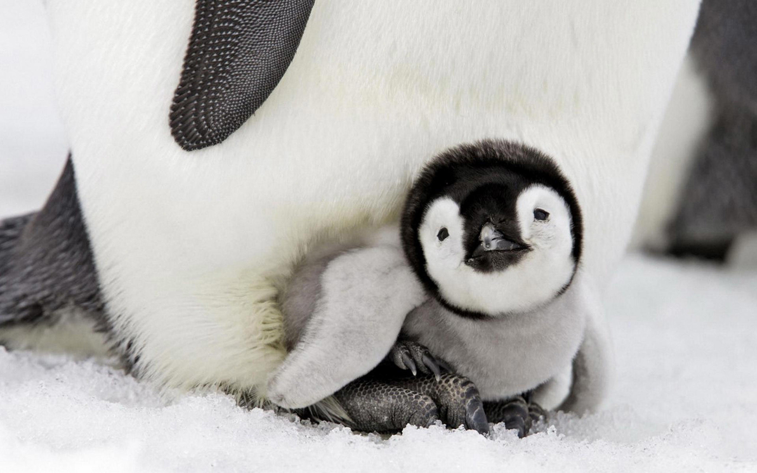 2560x1600 Penguin Baby