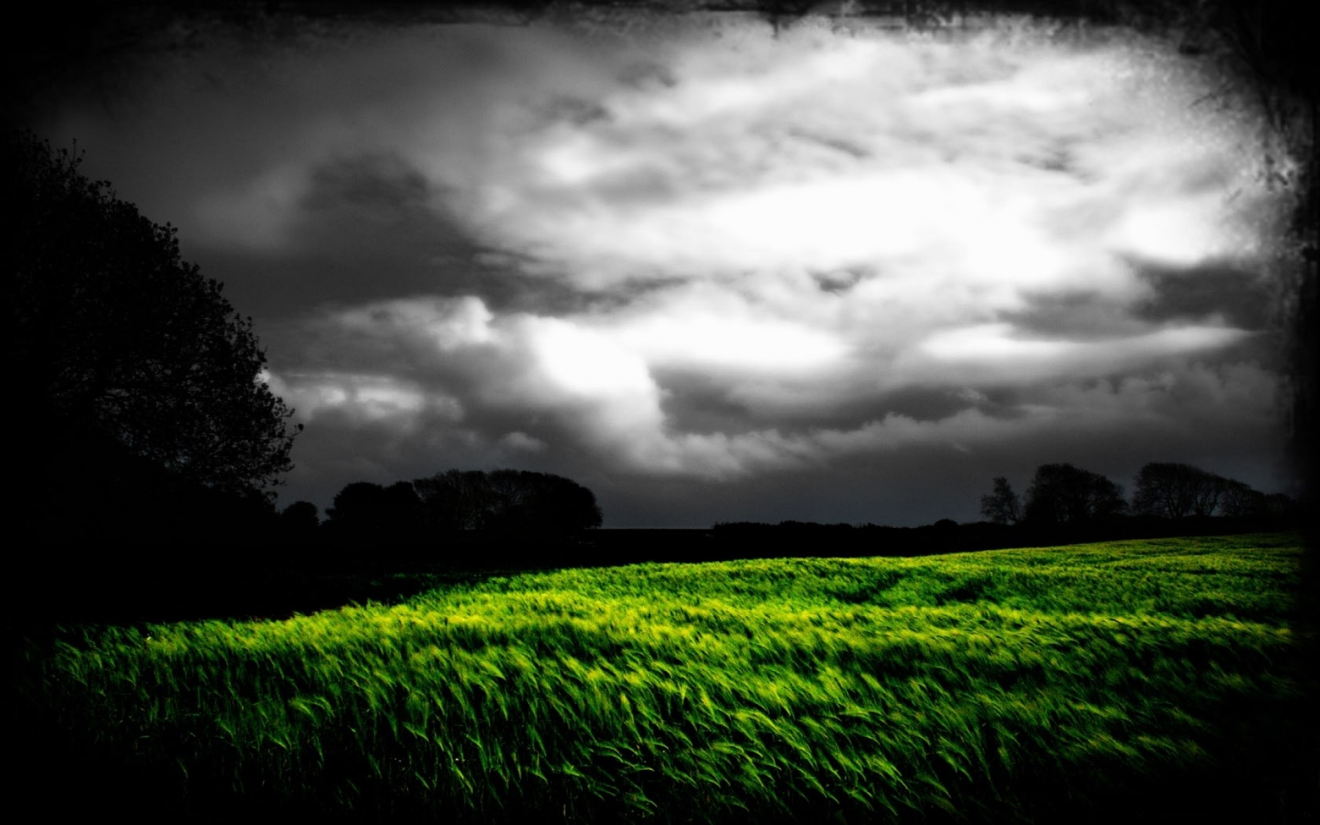 1920x1200 Dark Sky Trees & Grass Field wallpapers and stock photos