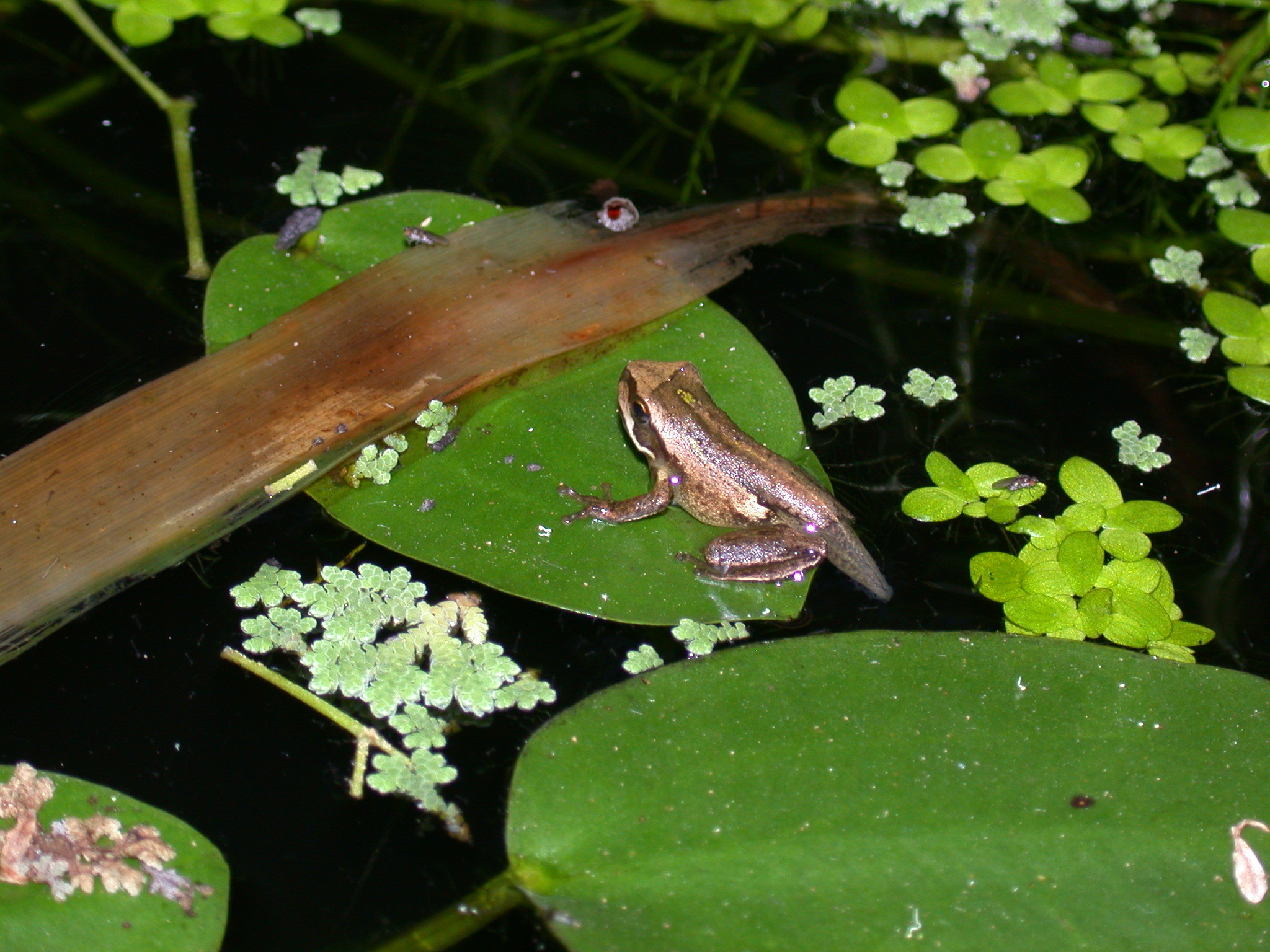2048x1536 frog on lily pad