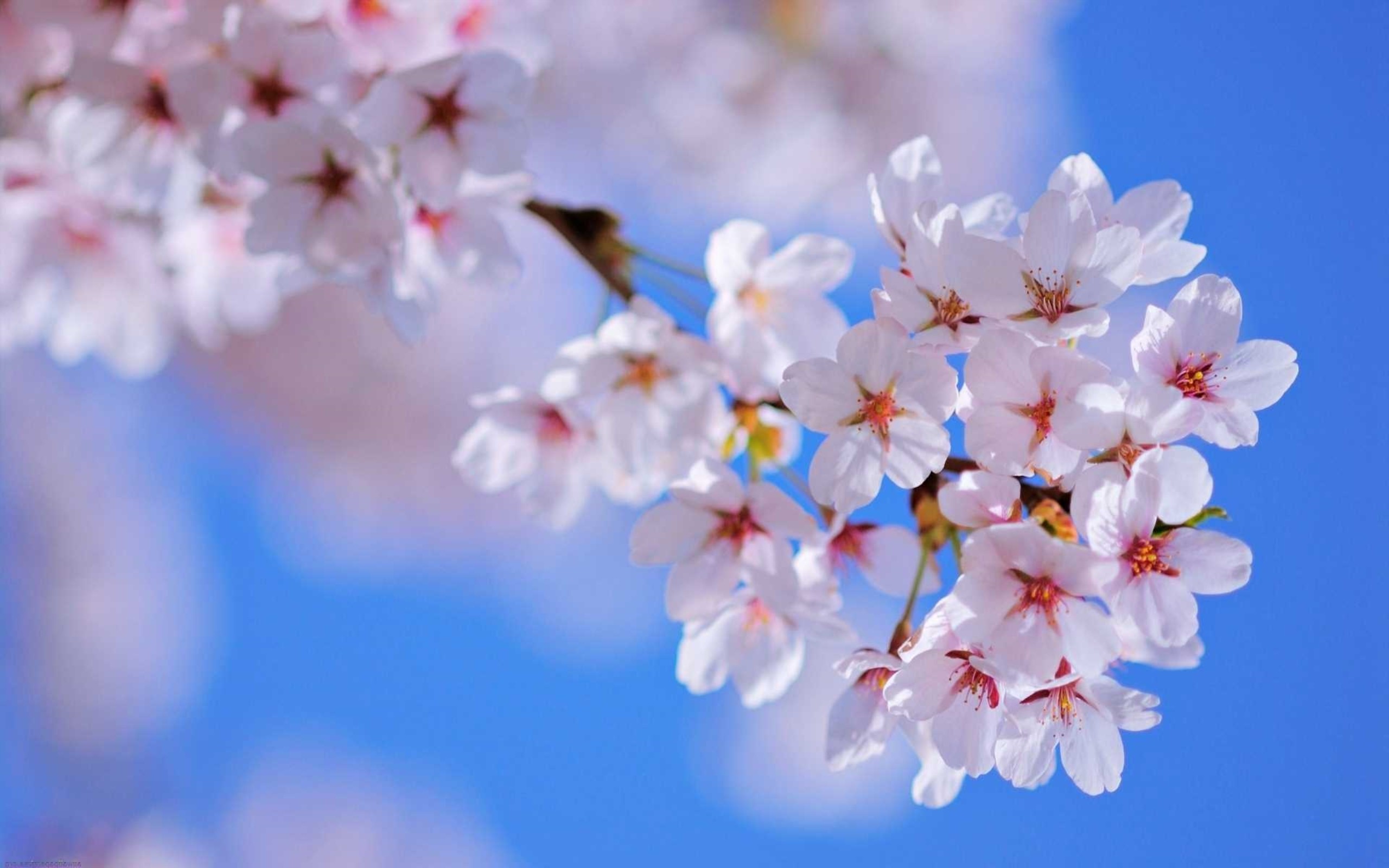 2560x1600 Spring Flowers Wallpapers HD