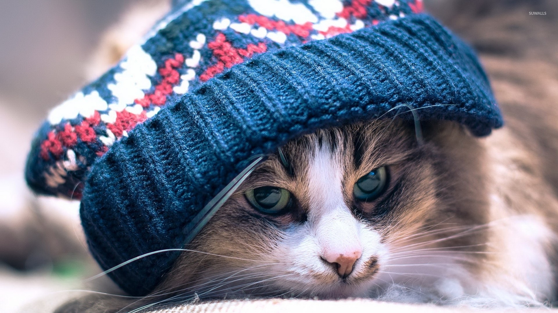 1920x1080 Cat with a blue hat wallpaper