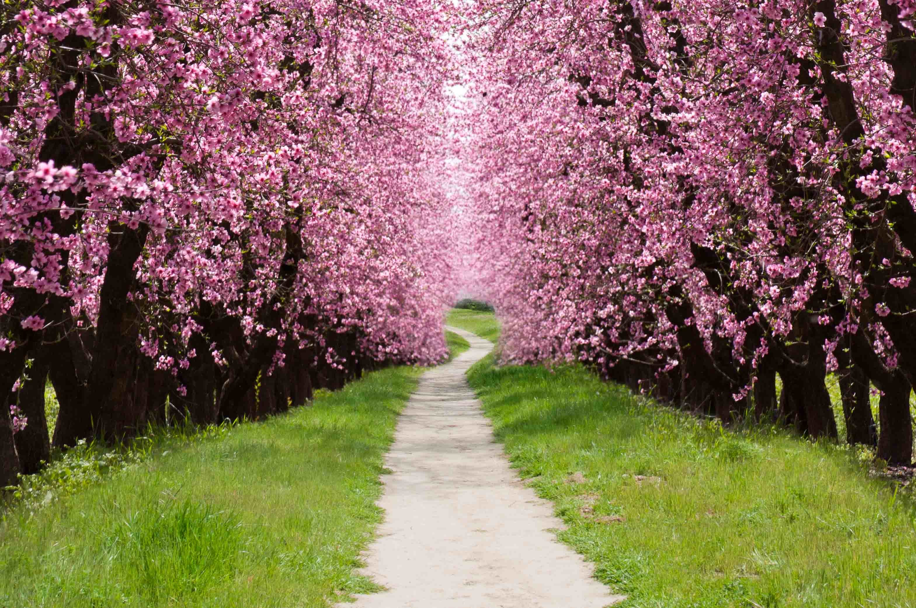 Cherry Blossom Tree Wallpaper 60 Images 