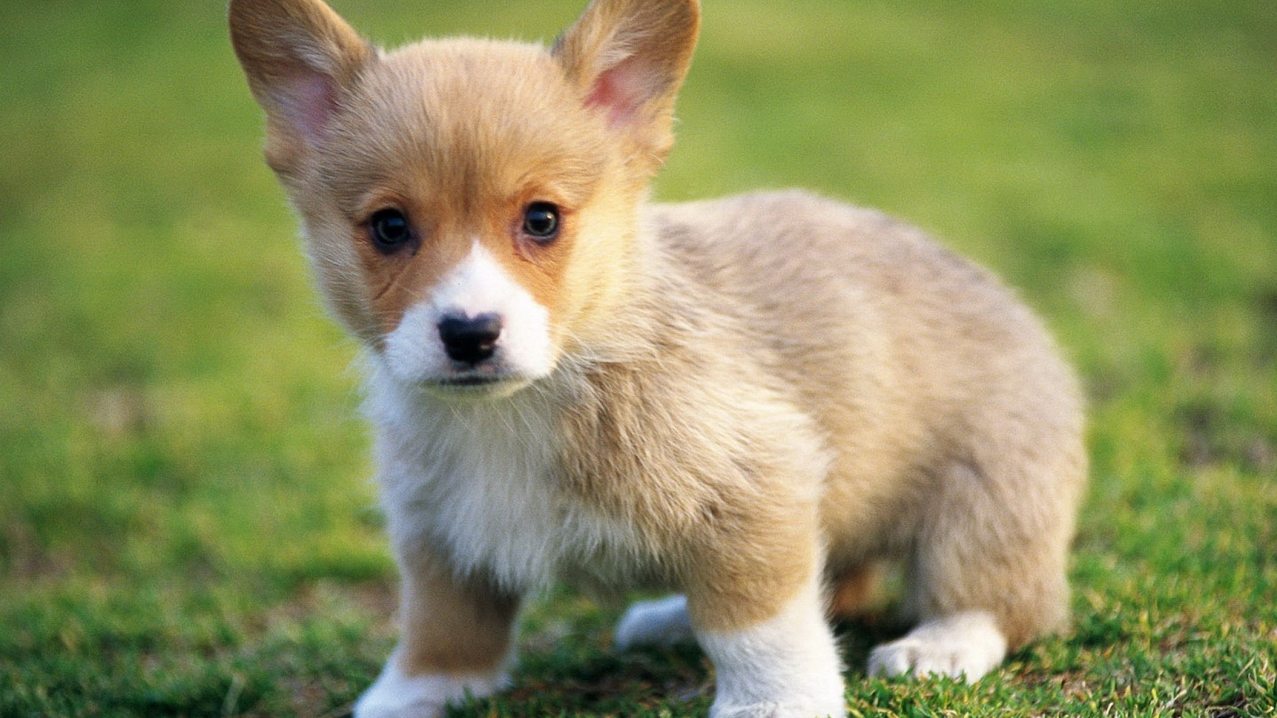 2560x1440 1920x1200 Free Puppy Wallpapers For Computer - Wallpaper Cave