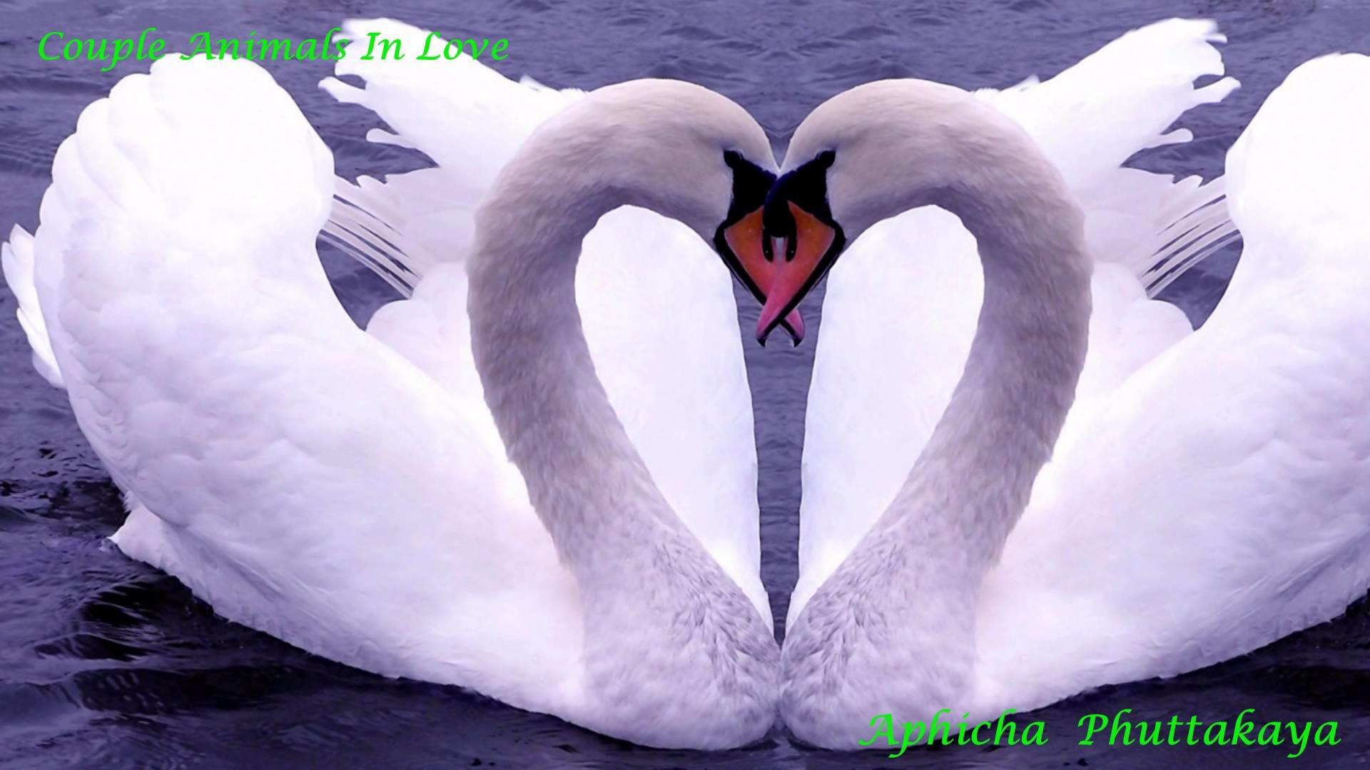 1920x1080 Happy Valentine's Day â¥ Animals In Love â¥ Rak Prakasit by Lula â¥ HD 1080P -  YouTube