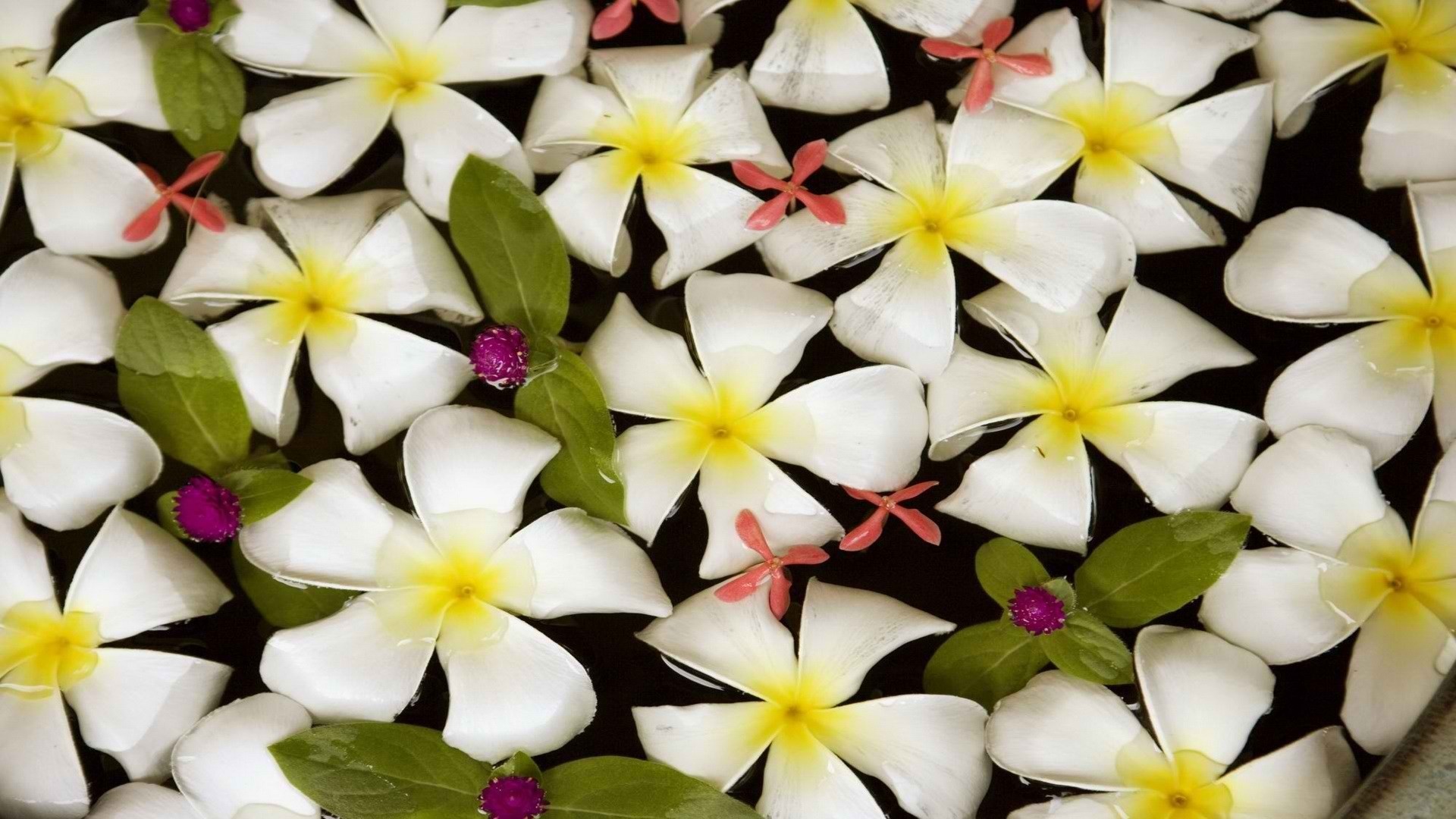 1920x1080 Get the latest plumeria, flowers, water news, pictures and videos and learn  all about plumeria, flowers, water from wallpapers4u.org, your wallpaper  news ...