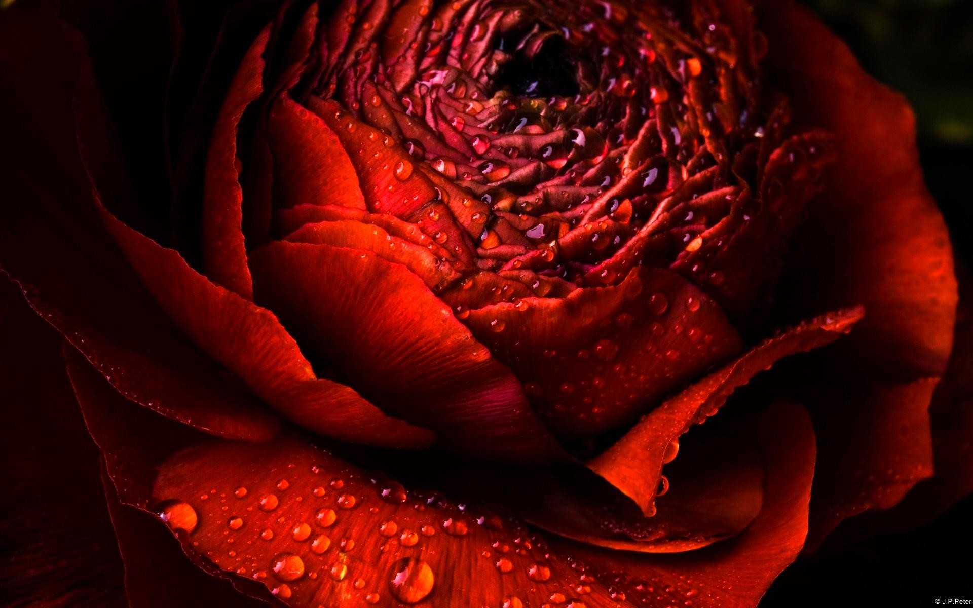 1920x1200 Roses Are Red HD Wide Wallpaper for Widescreen | wallpapers,themes,ect. |  Pinterest | Wallpaper, Definitions and Monitor