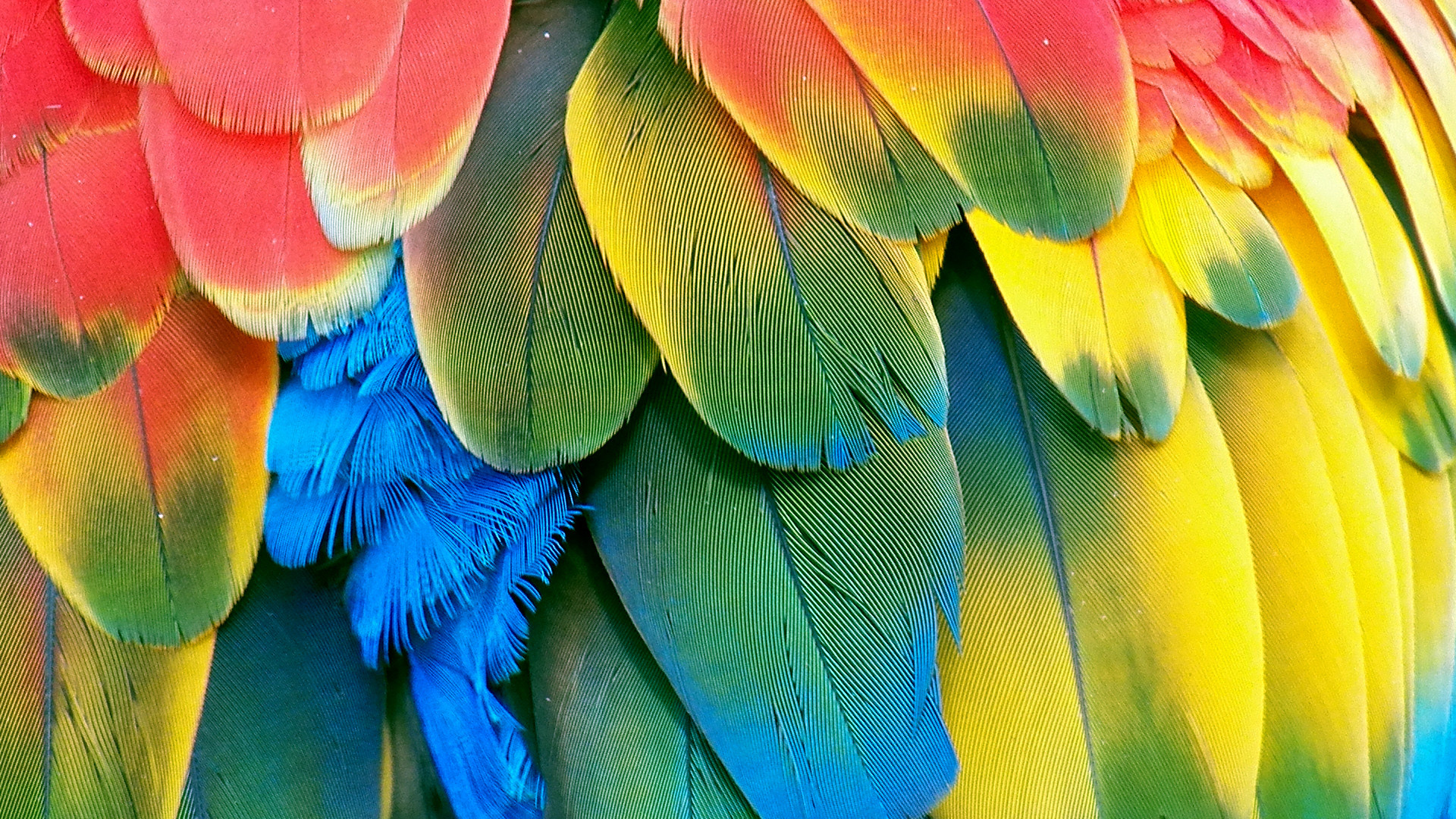1920x1080 Beautiful Parrot Wallpaper