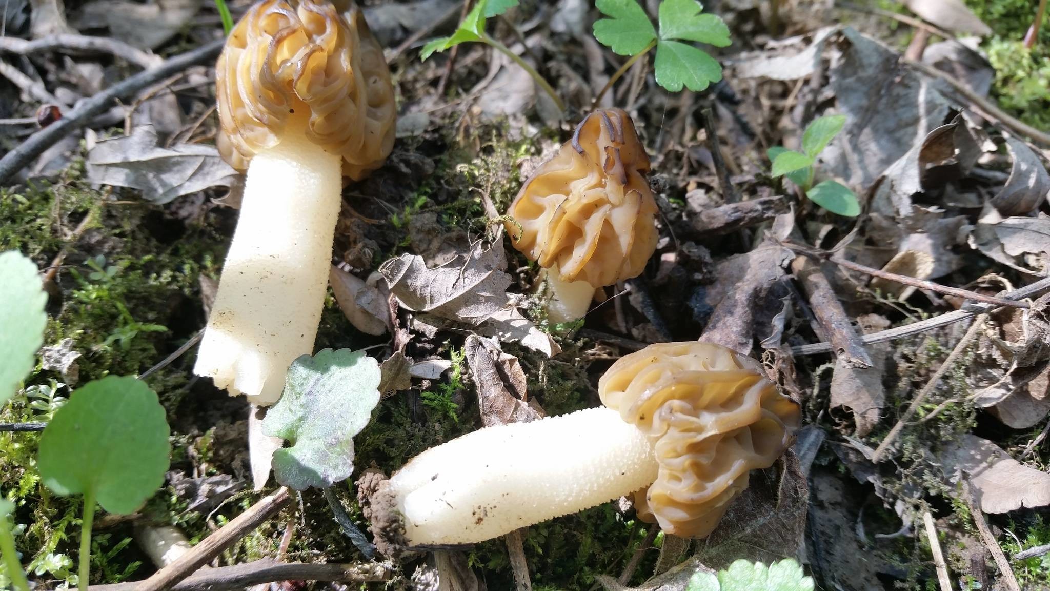 2048x1152 Smell: hard to describe, earthy, different than that of morels (found morels  on this hunt as well)