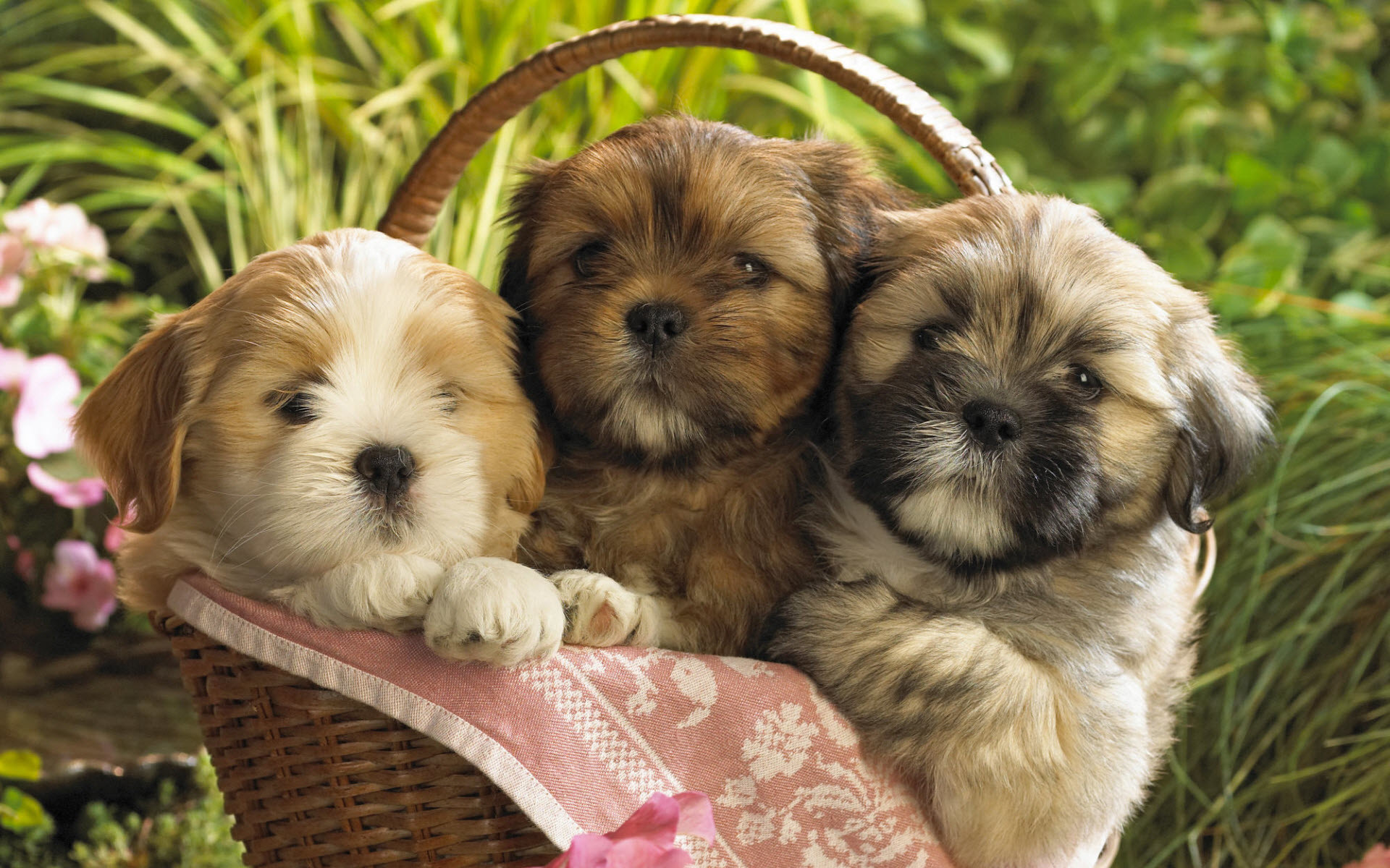 1920x1200 Cute Puppies in a basket Wallpaper