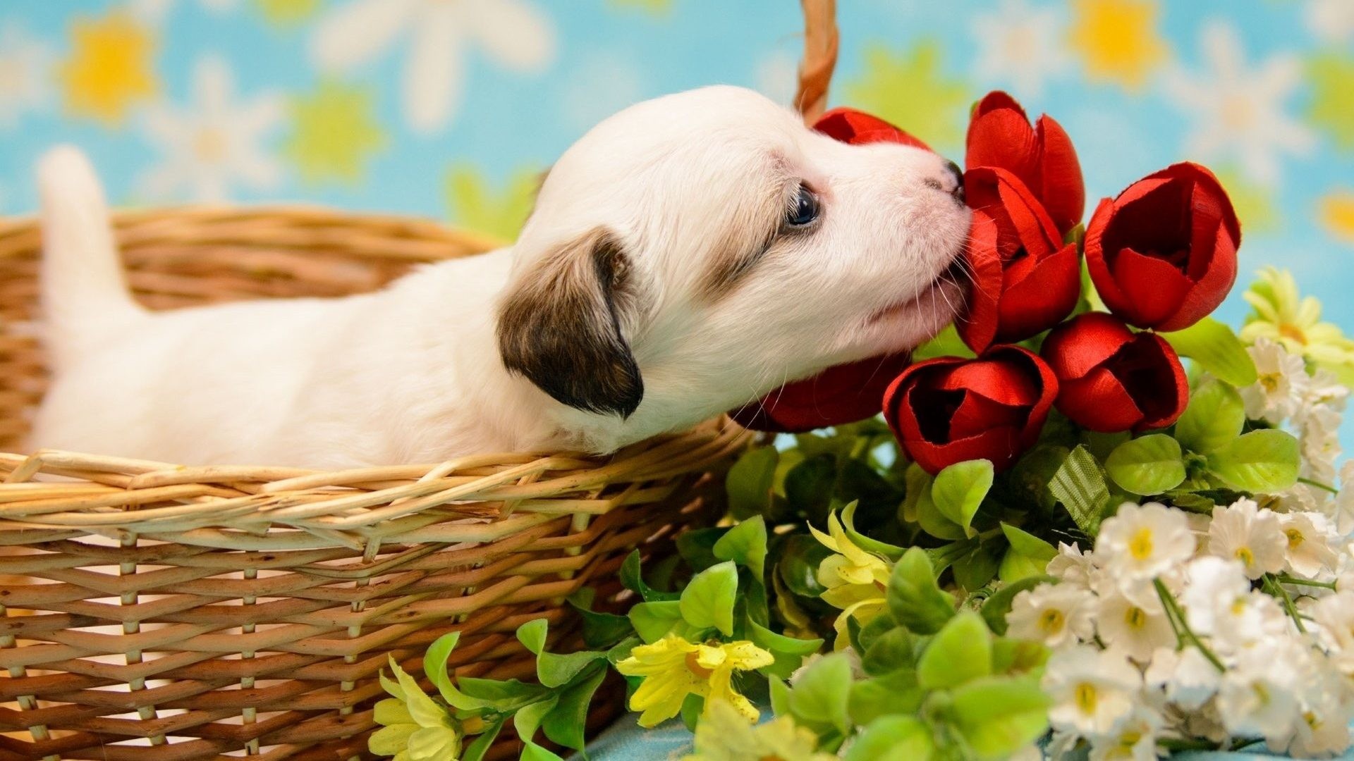 Puppies In Flowers Computer Wallpaper (50+ images)