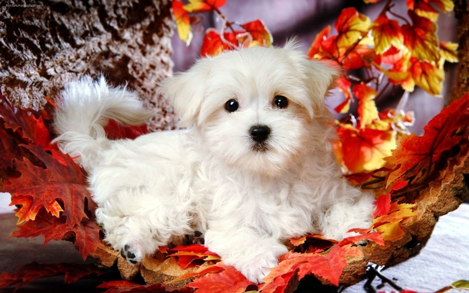 1920x1200 Hd cute puppies backgrounds