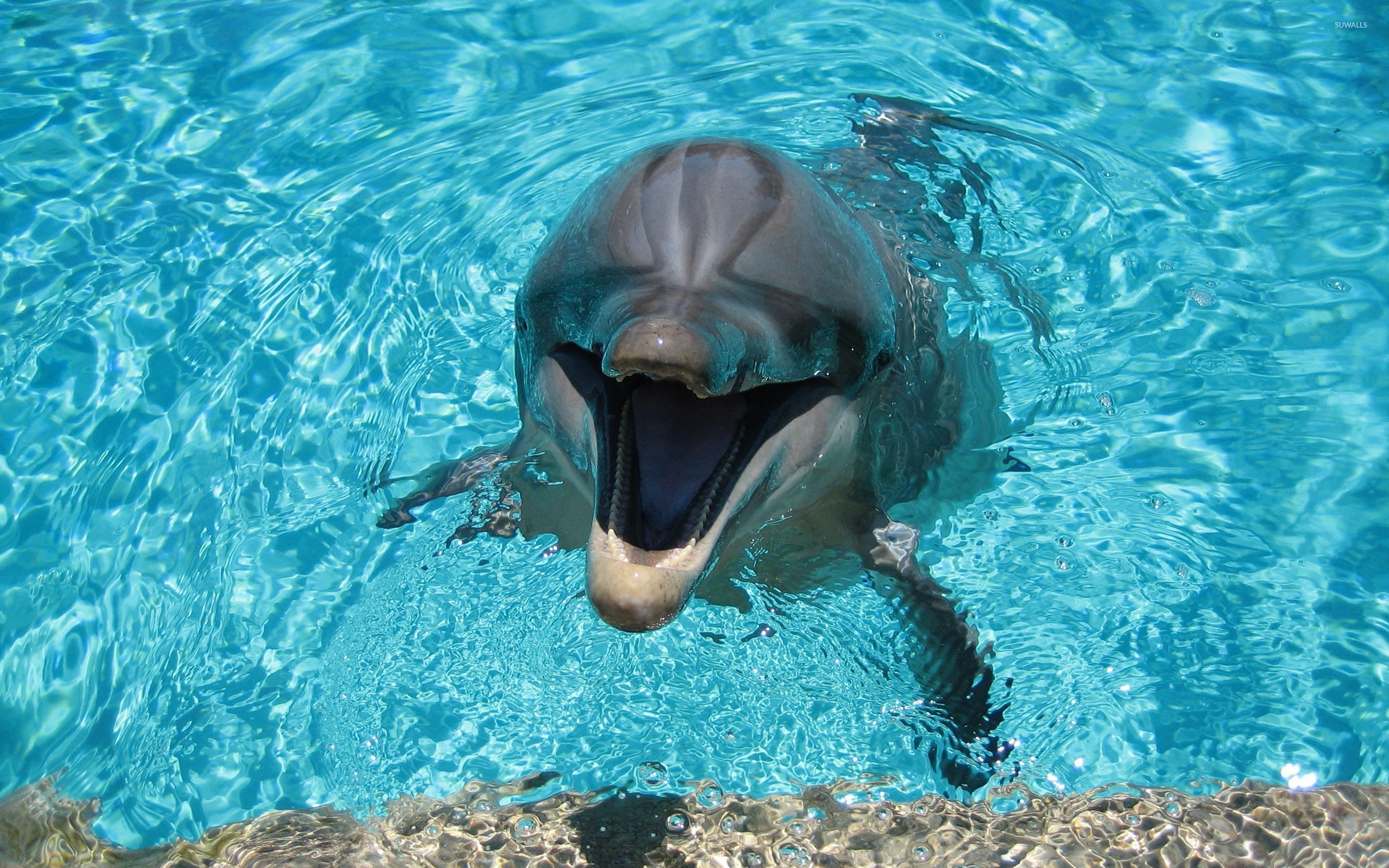 2560x1600 Happy dolphin in the pool wallpaper