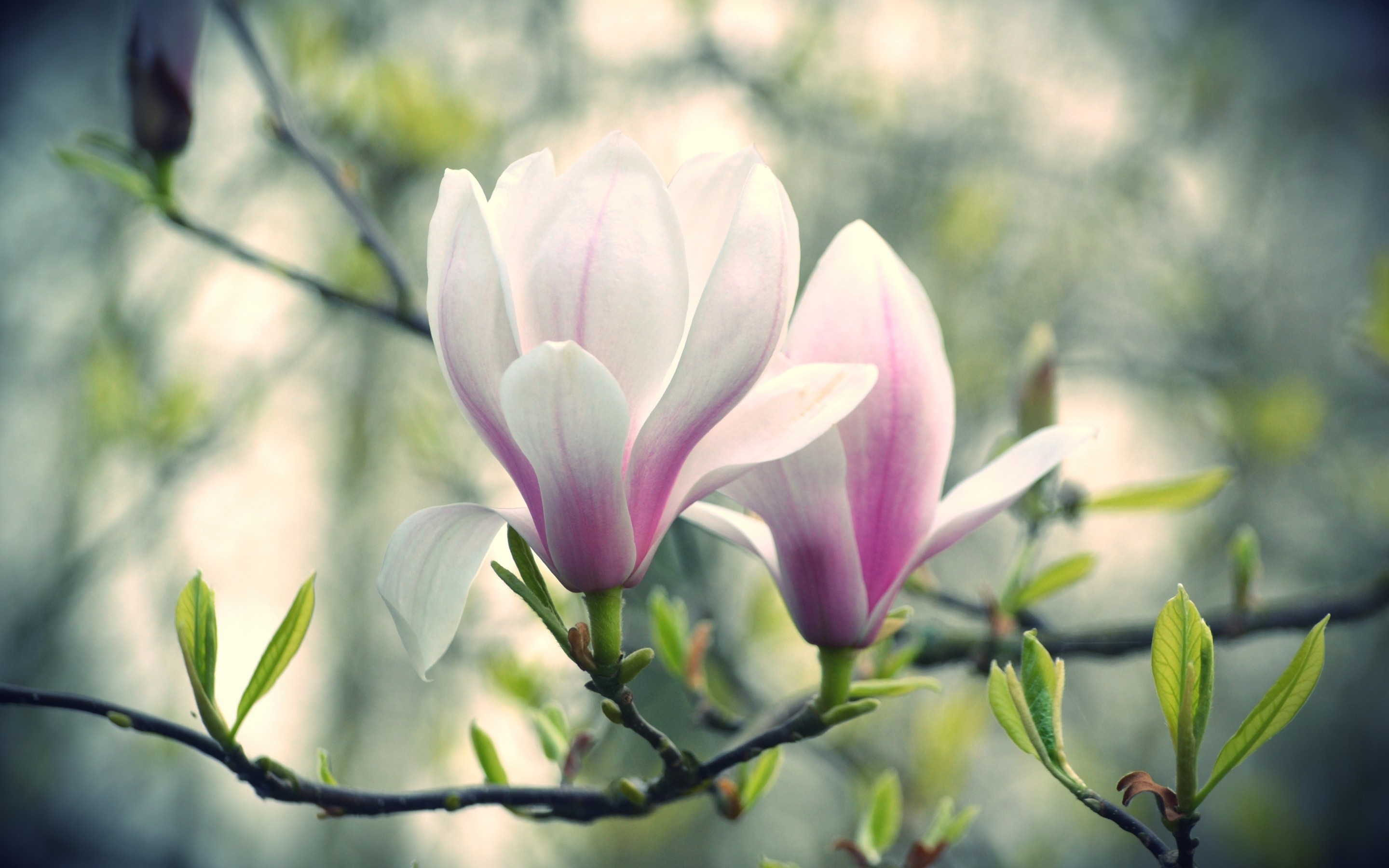 2880x1800 Pink And White Magnolia Flowers