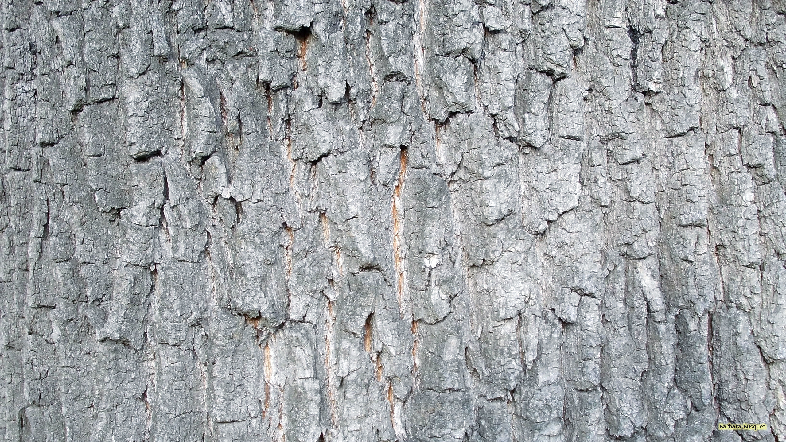 2560x1440  Tree bark wallpaper