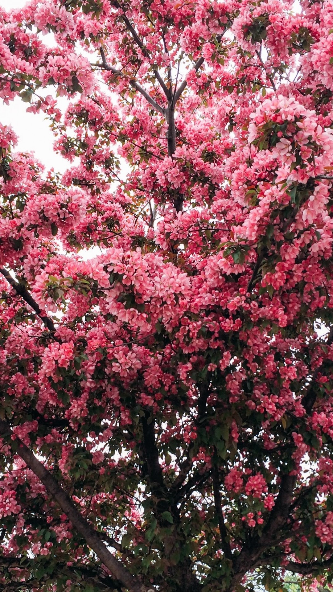 1080x1920 Cherry Blossom, Sakura Tree, Leaves, Branches