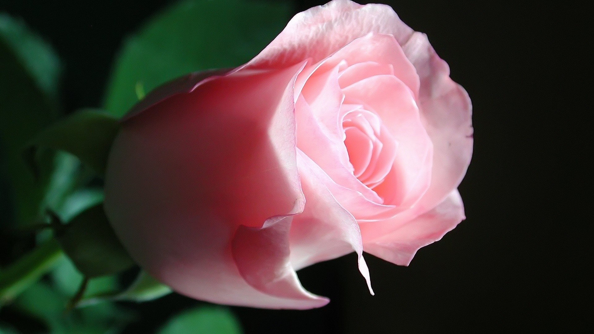 1920x1080 Beautiful Pink Roses Background