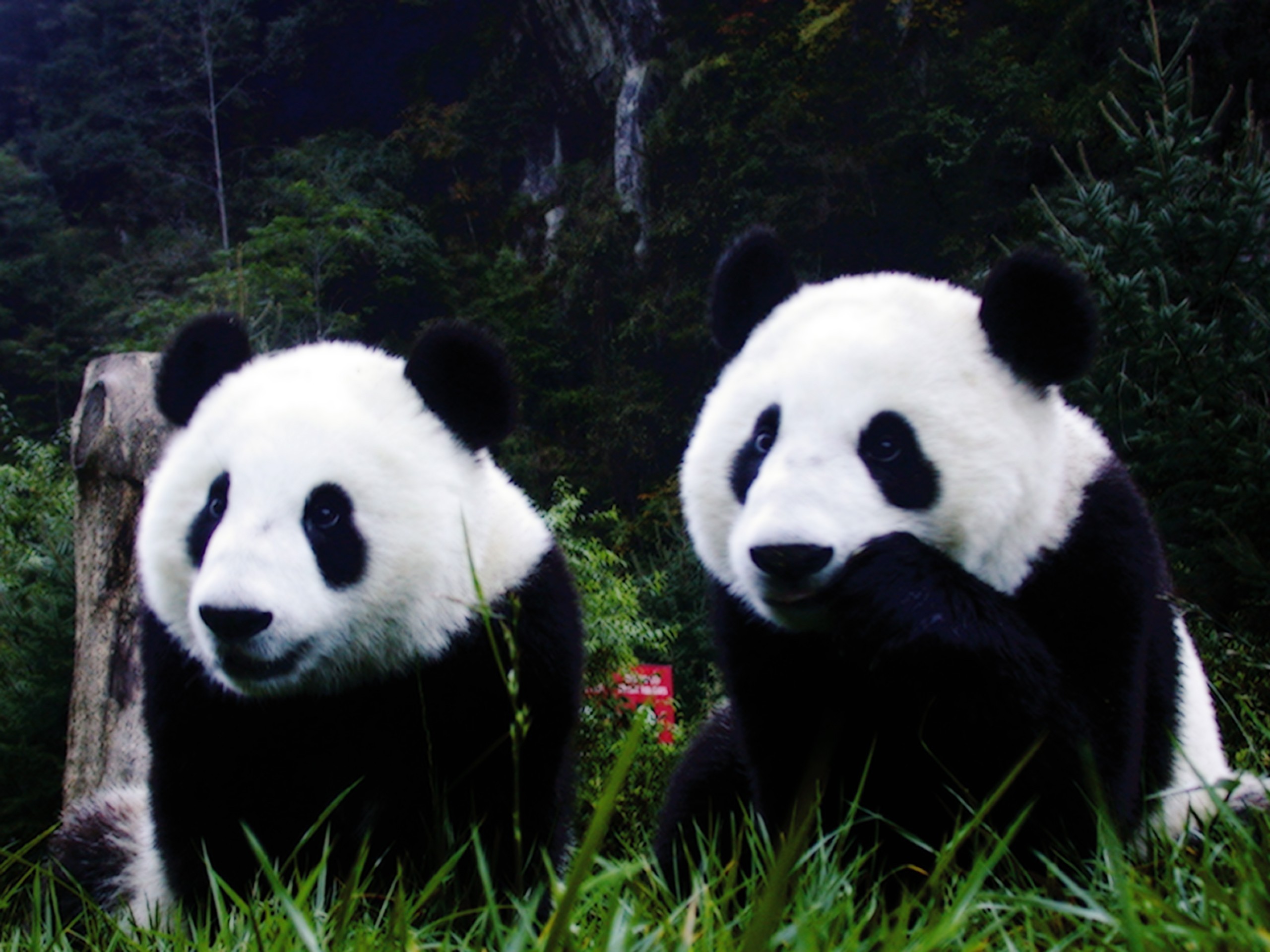 2560x1920 Animals nature panda bears wallpaper
