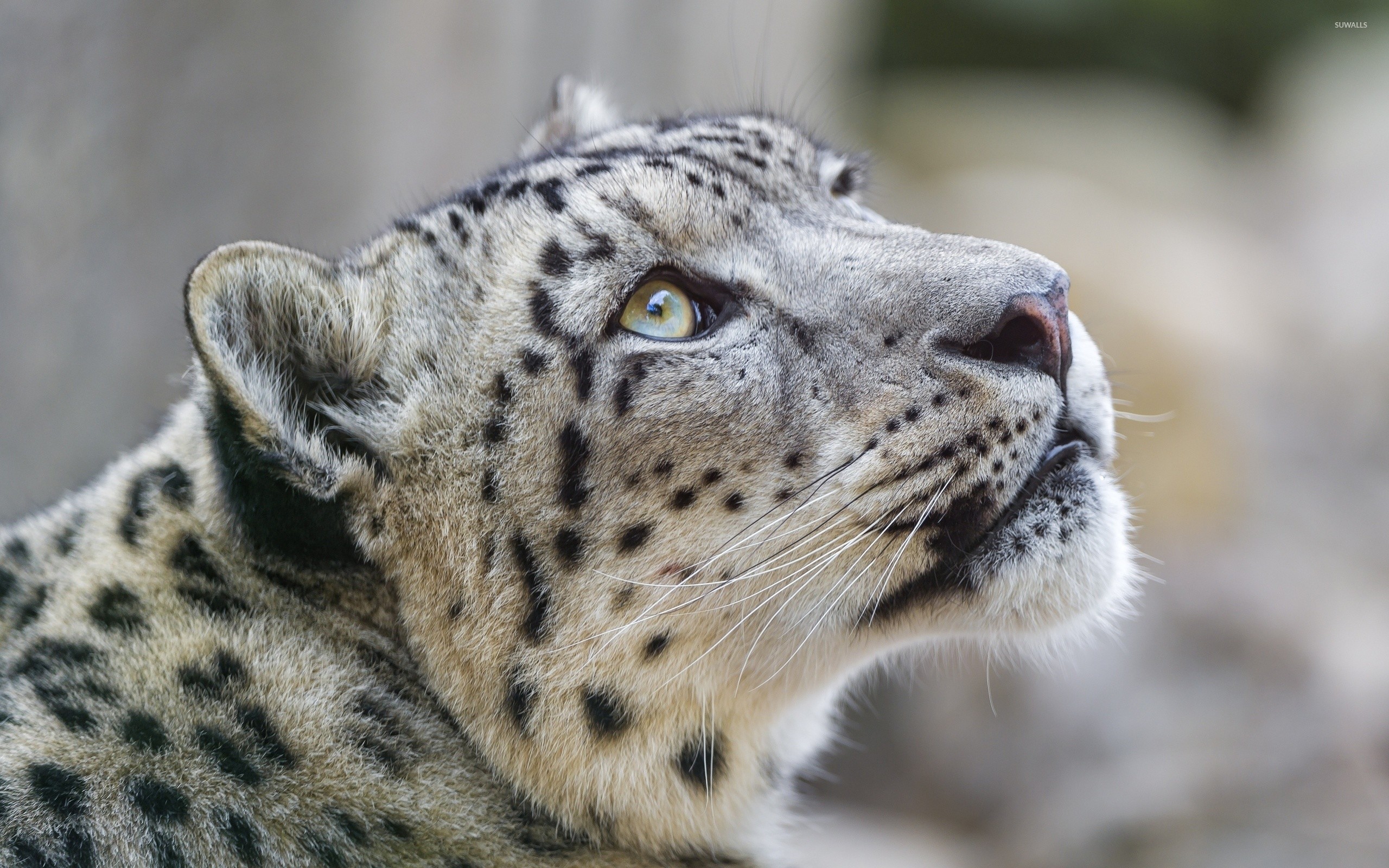 Download snow leopard free