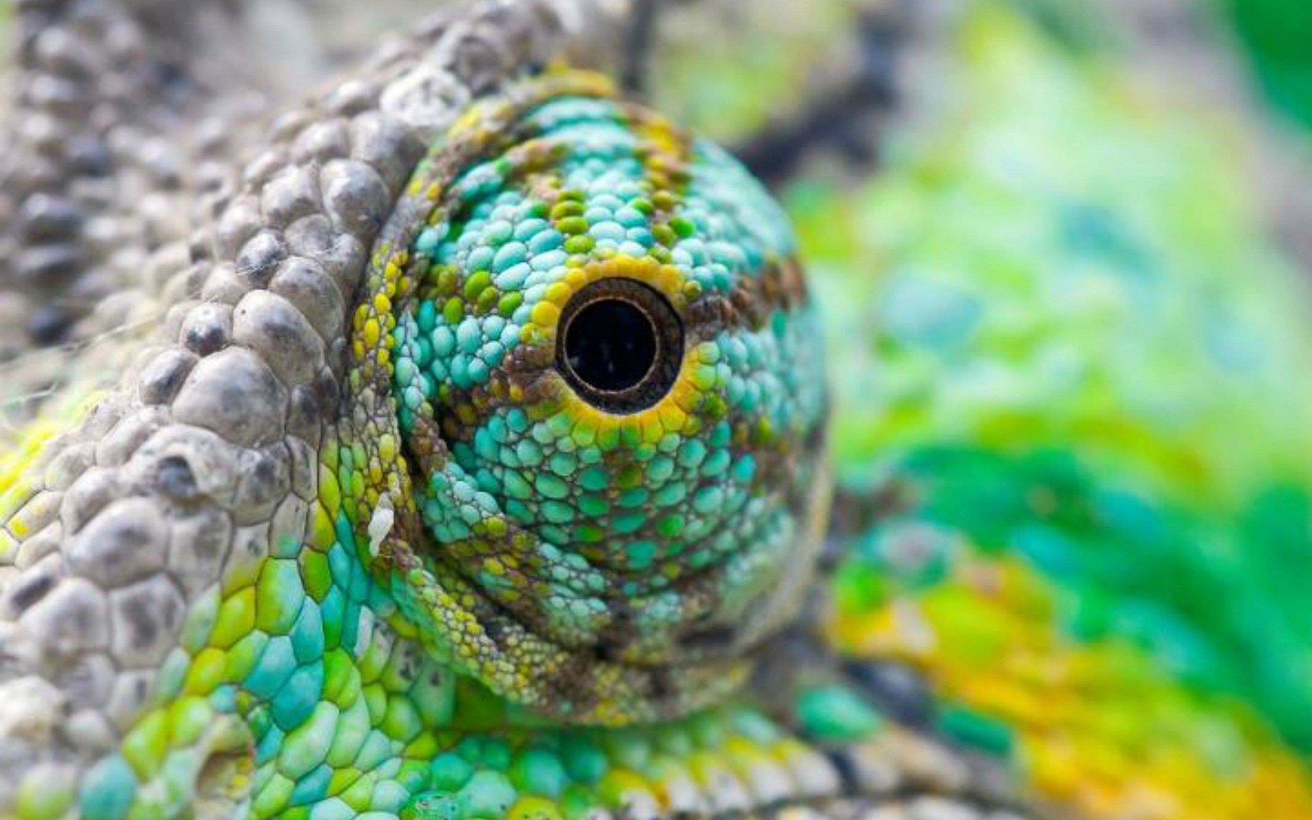 2560x1600 Animal - Chameleon Lizard Wallpaper