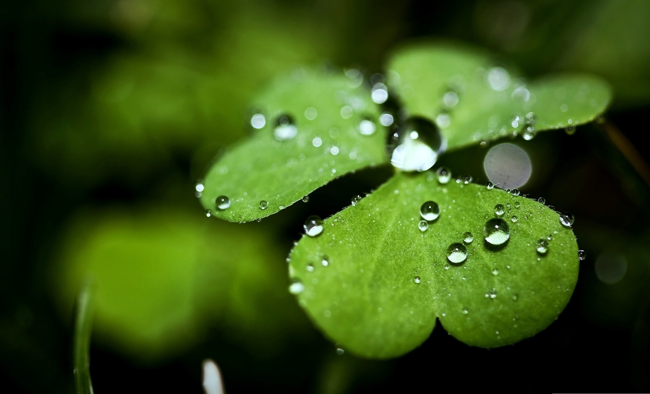 2560x1550 wallpaper.wiki-Four-Leaf-Clover-HD-Backgrounds-PIC-